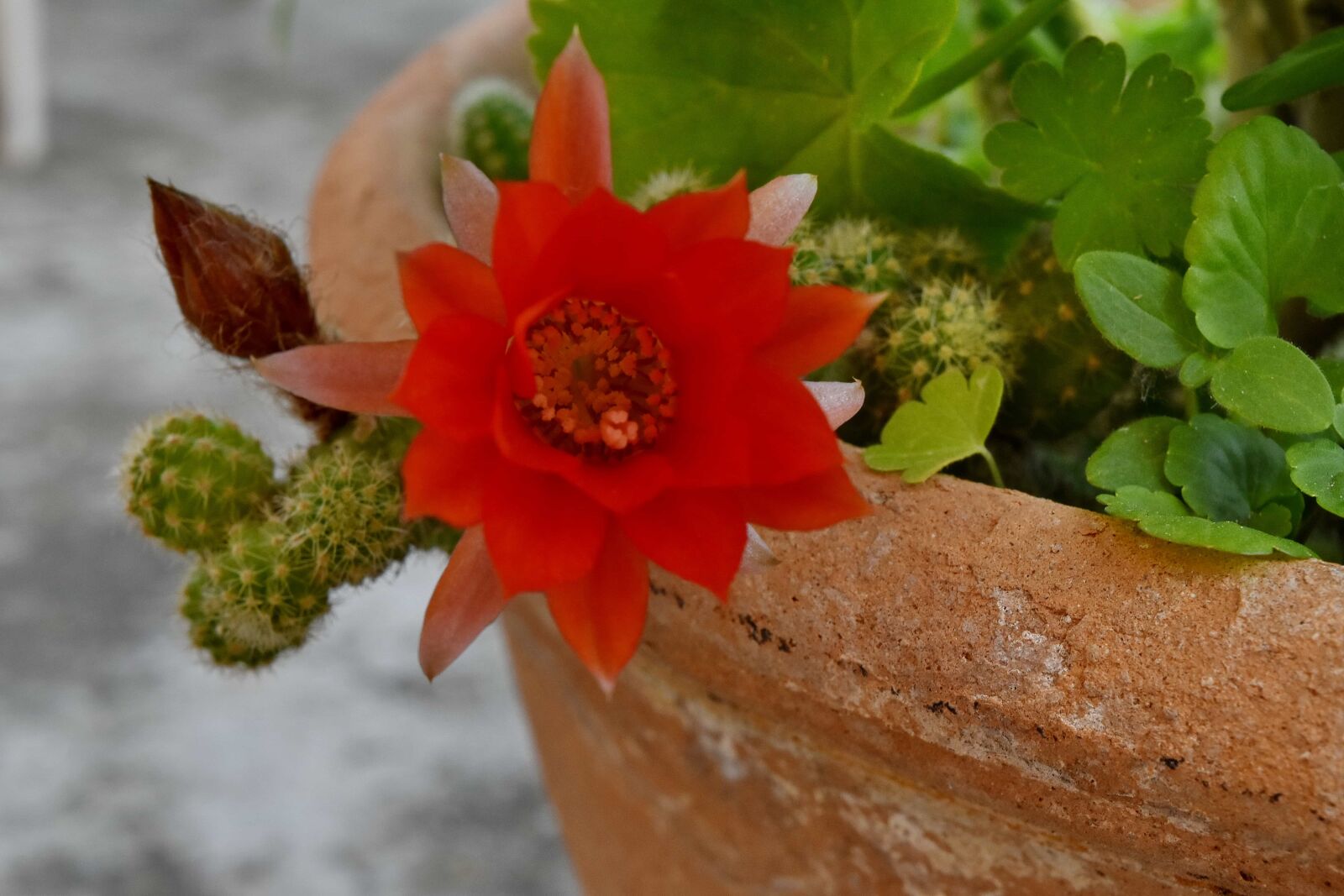 Nikon D5500 sample photo. Cactus, flower, flowerpot, pottery photography