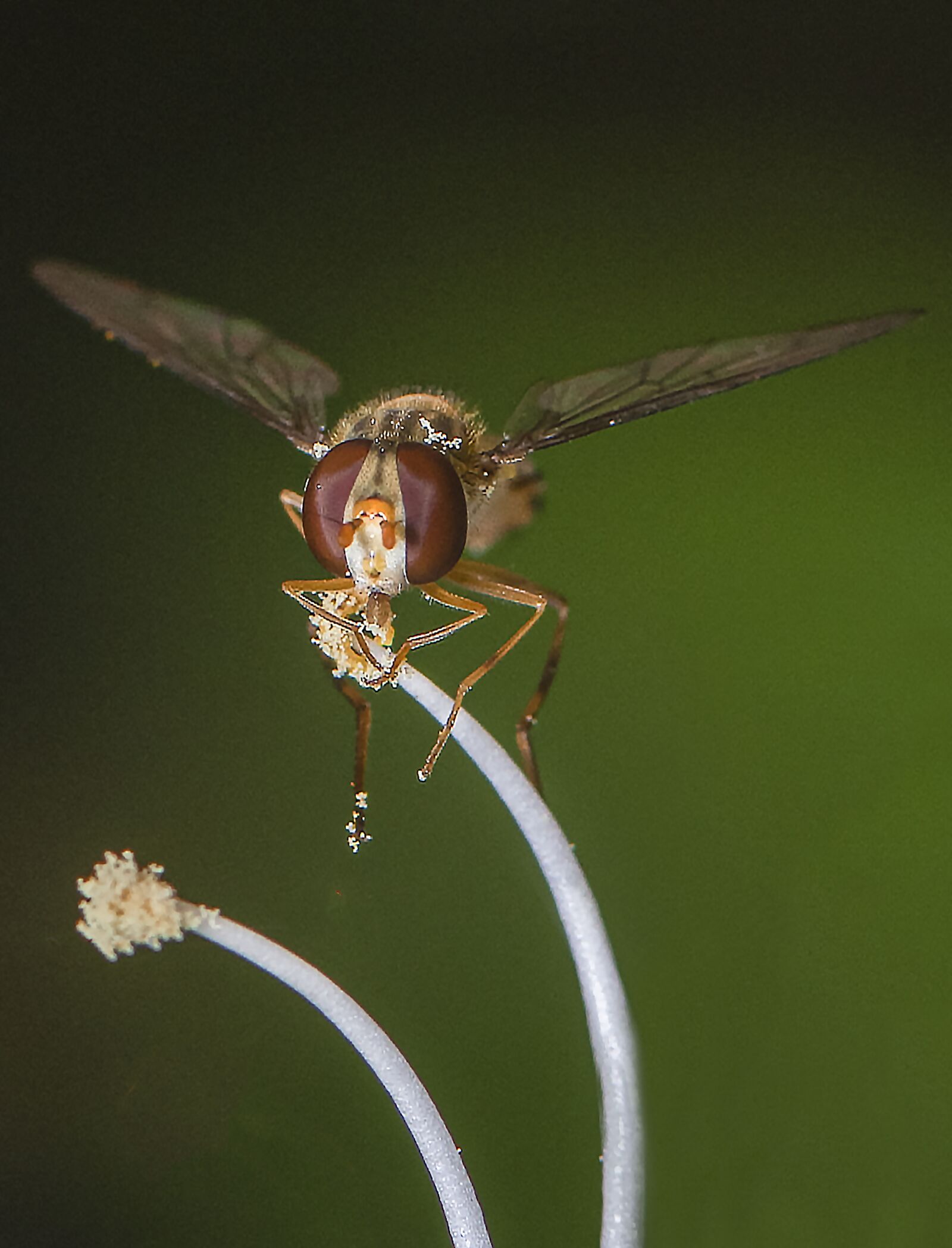 Nikon D810 sample photo. Fly, insects, macro photography