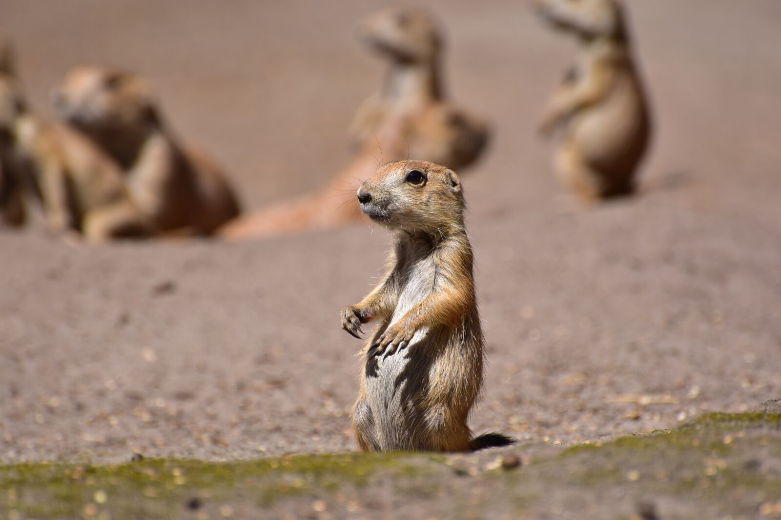 Nikon D5600 sample photo. Prairie dogs, young animal photography