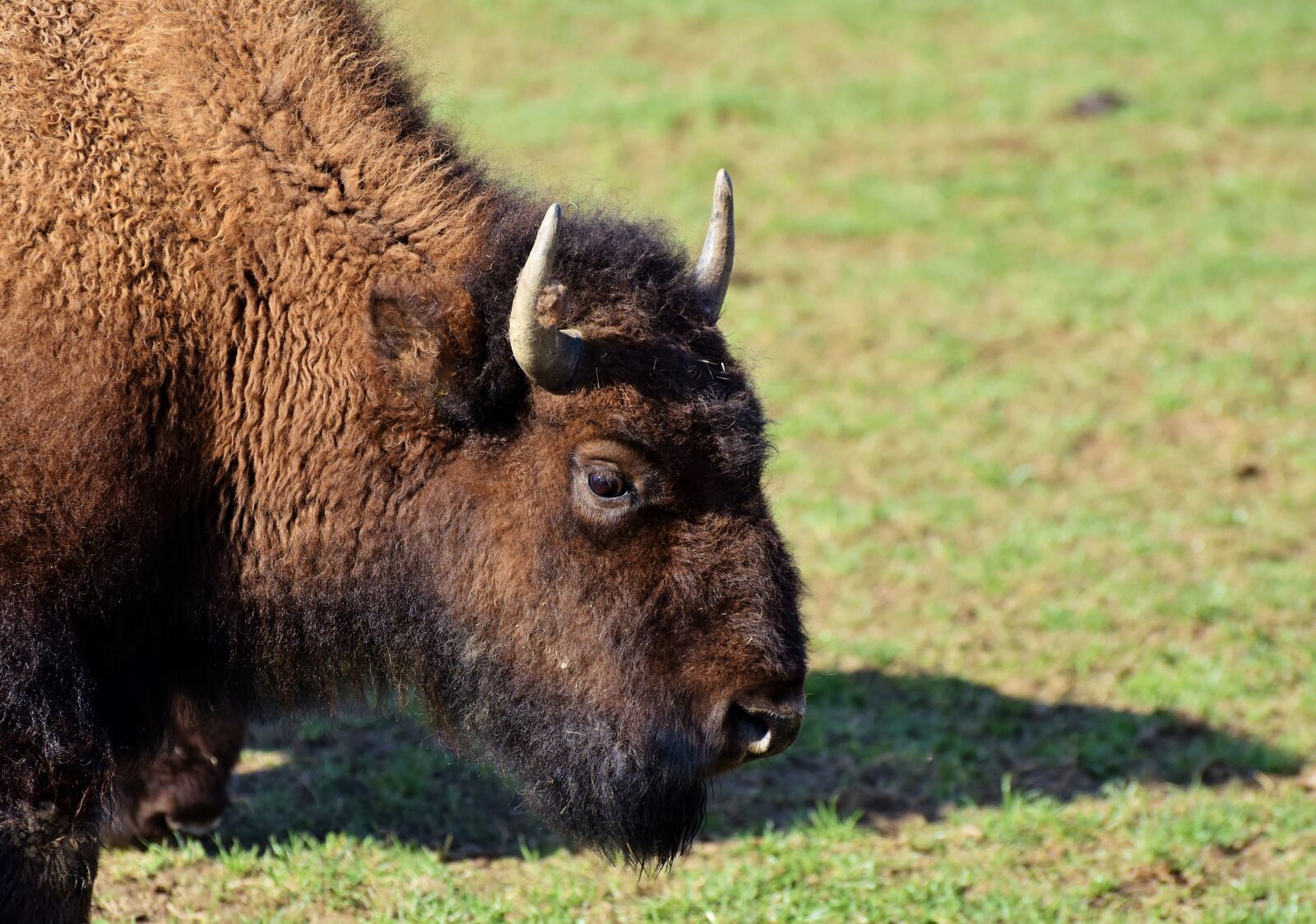 Nikon D7200 sample photo. Bison, buffalo, horns photography