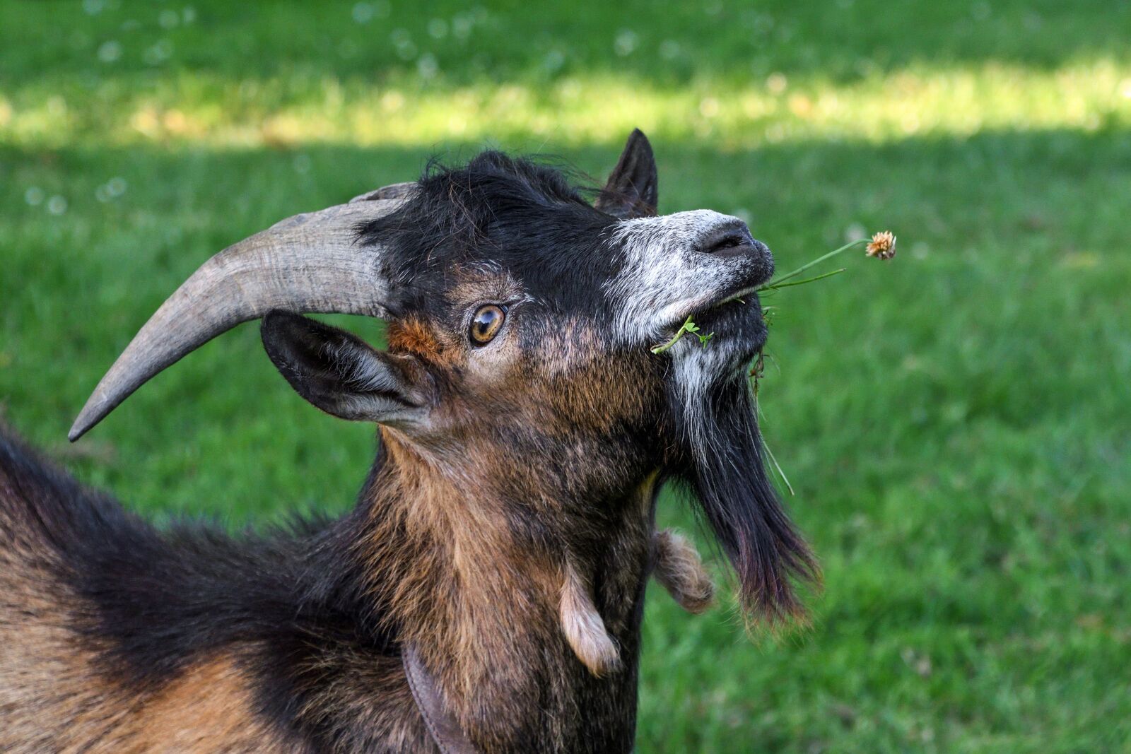 Nikon D500 sample photo. Goat, young, eat photography