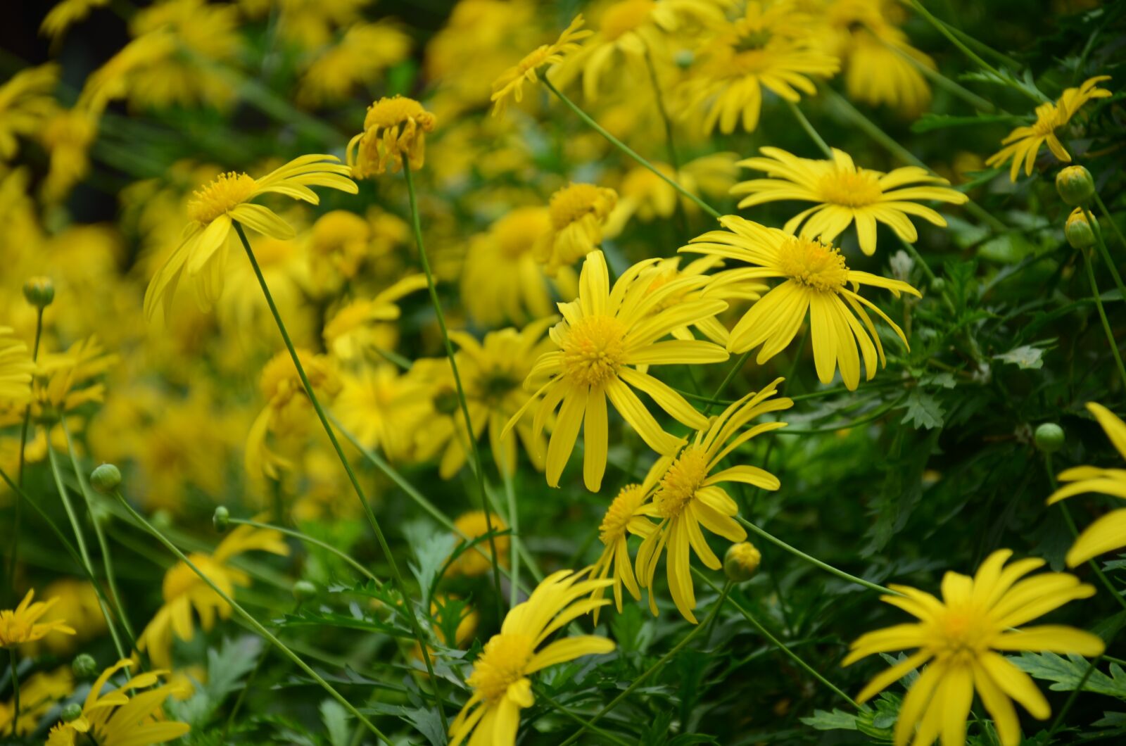 Nikon D7000 sample photo. Flower, the leaves, spike photography