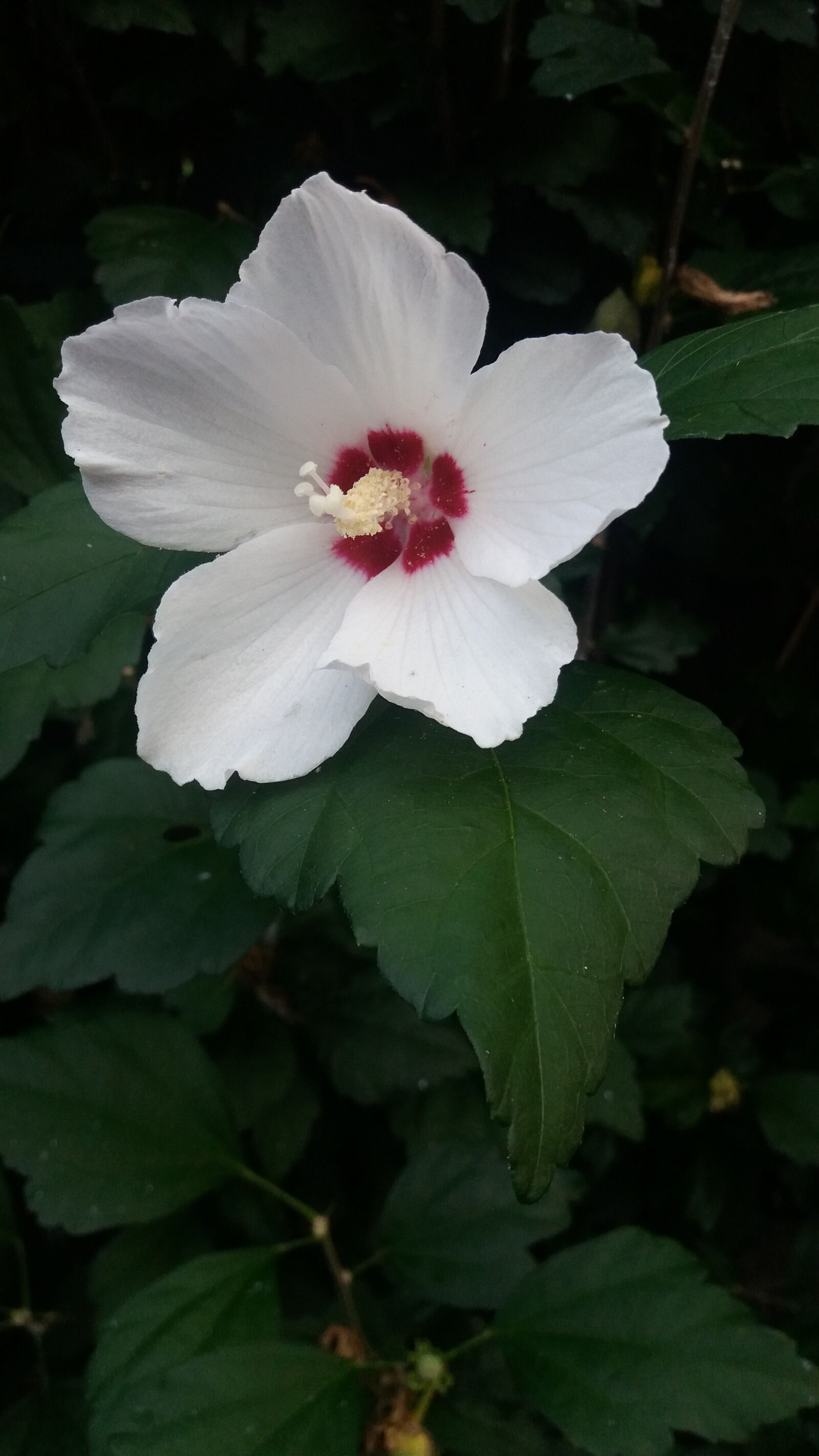 Samsung Galaxy J5 sample photo. Hollyhock, mallow, flower photography