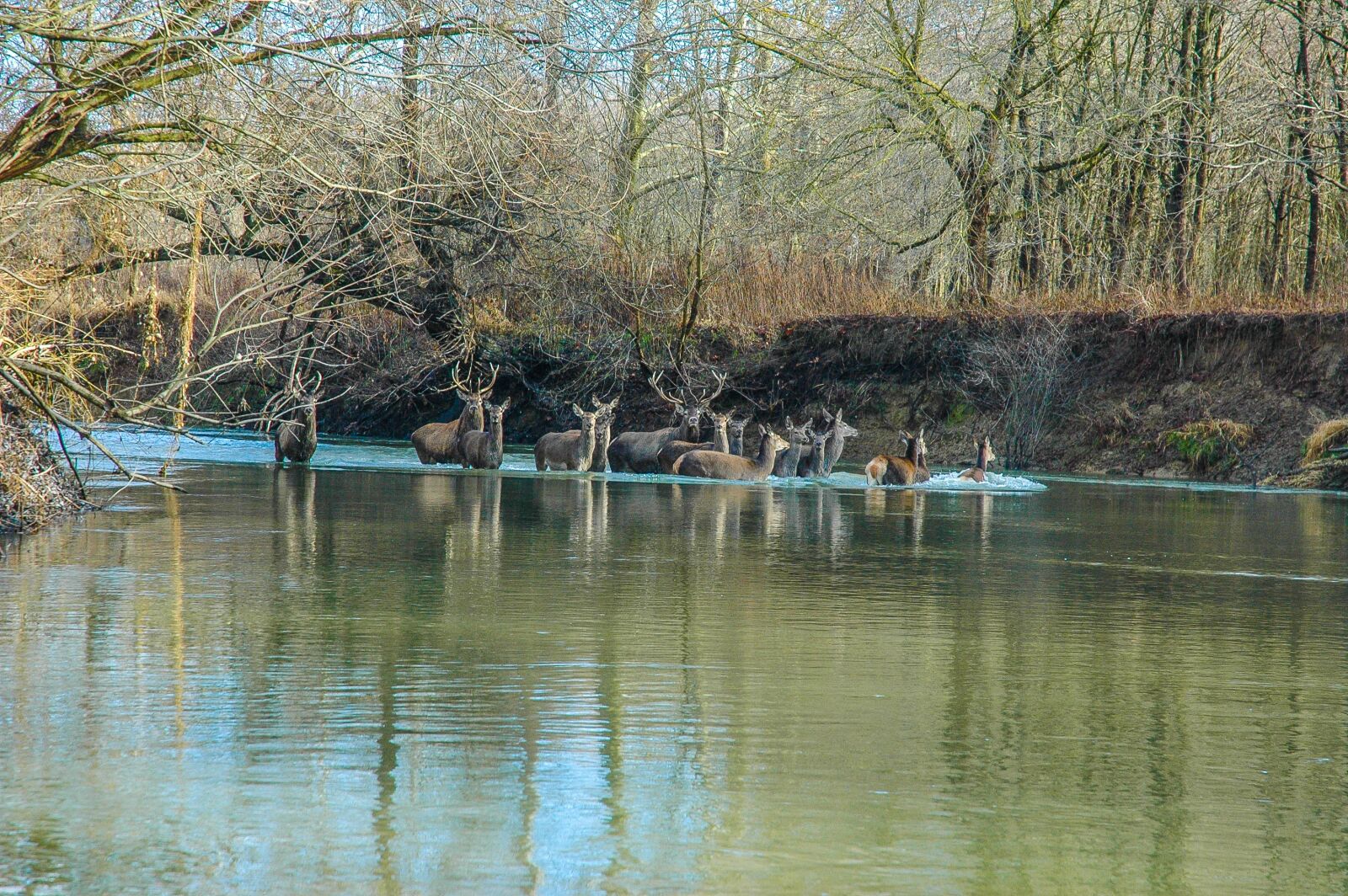 Nikon D70 sample photo. Water, nature, tree photography