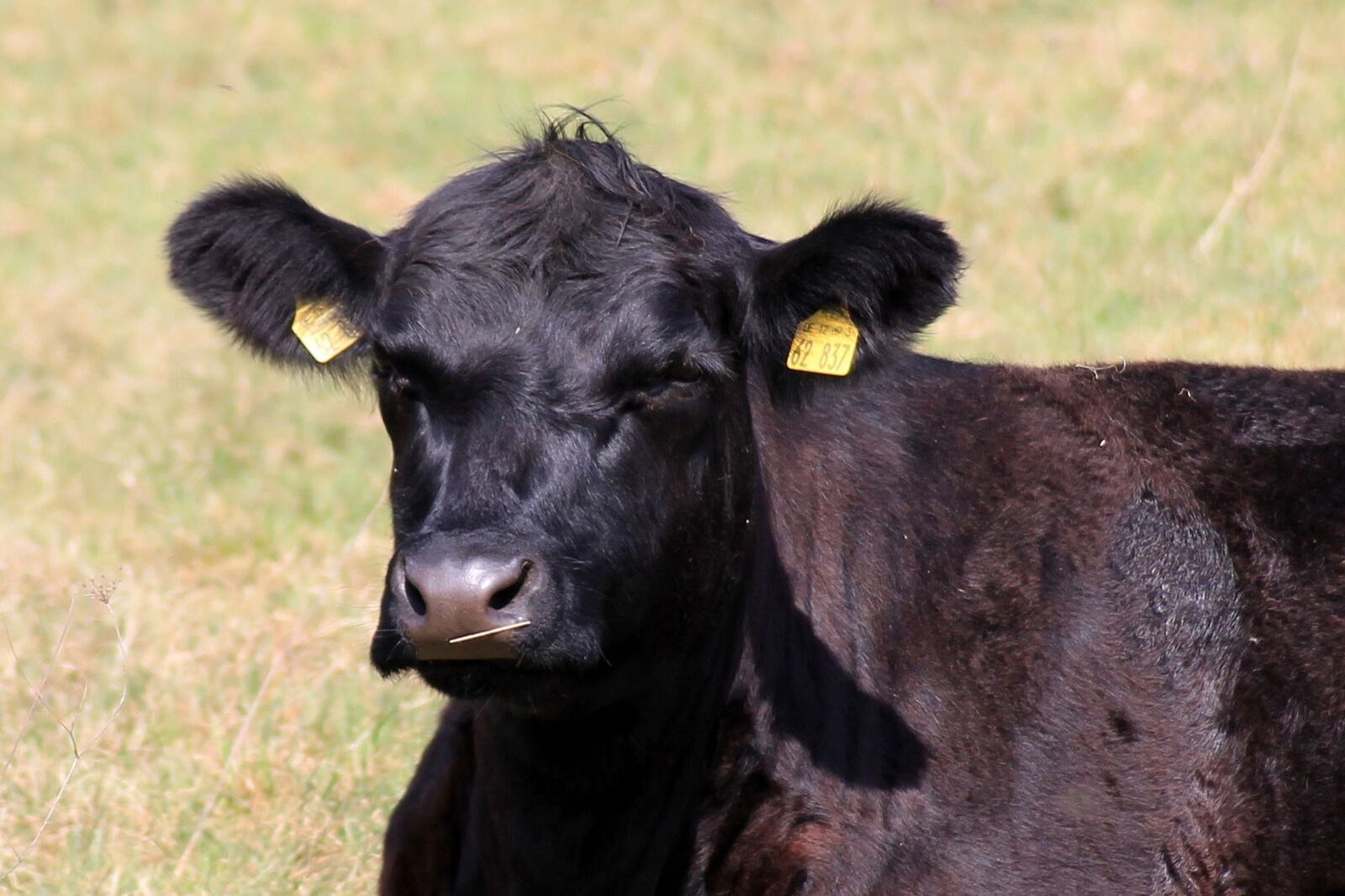 Canon EOS 1100D (EOS Rebel T3 / EOS Kiss X50) sample photo. Cow, beef, pasture photography