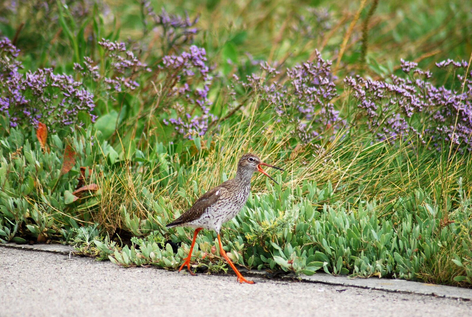 Nikon D60 sample photo. Redshank, snipe, bird photography