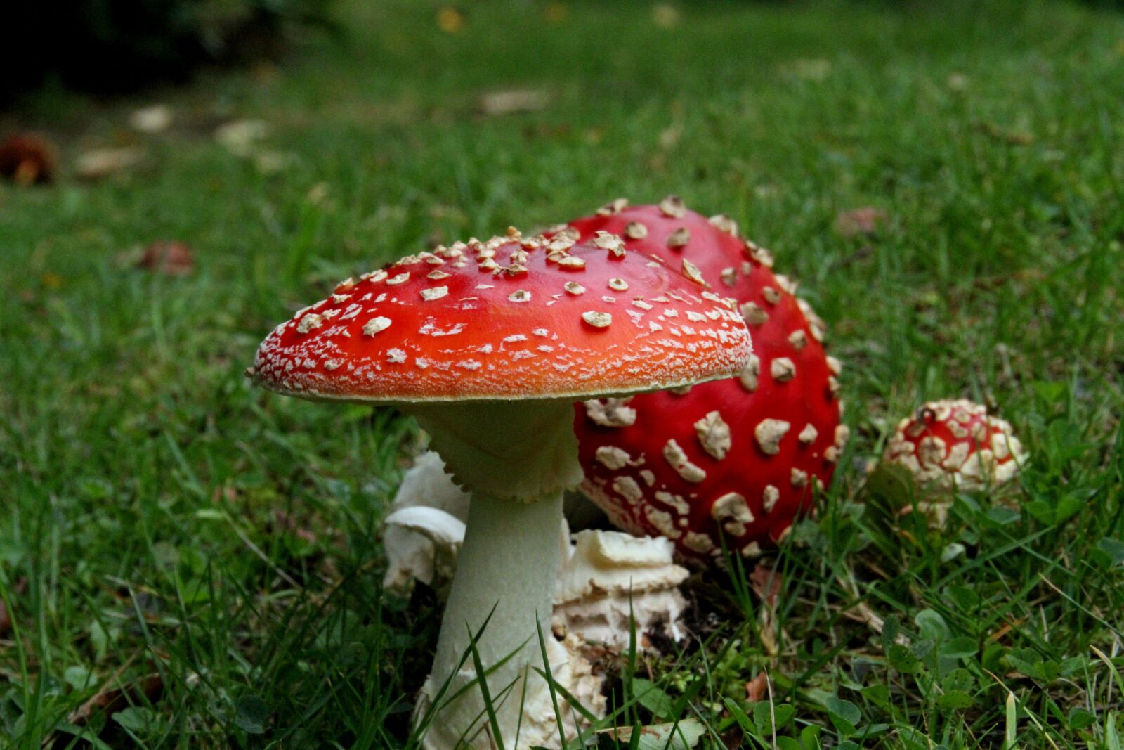 Canon EOS 7D sample photo. Mushrooms, wild, fungi photography