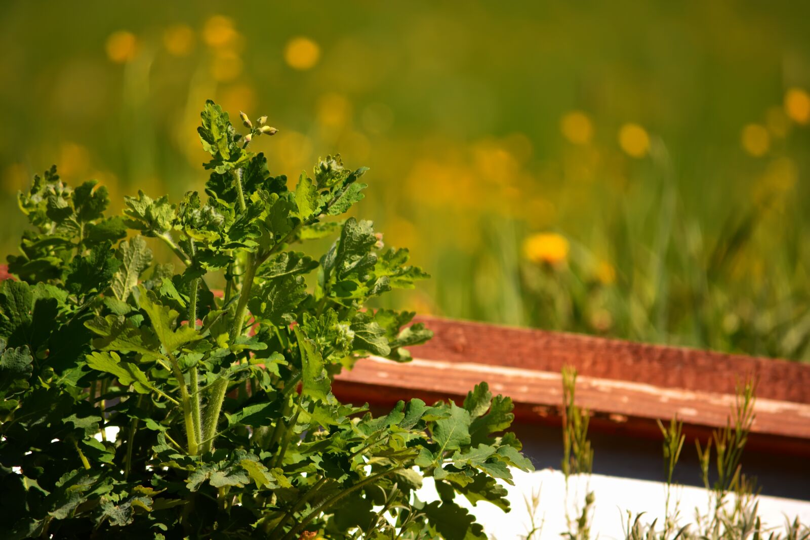 Nikon D5200 sample photo. Celandine, spring, flowers photography