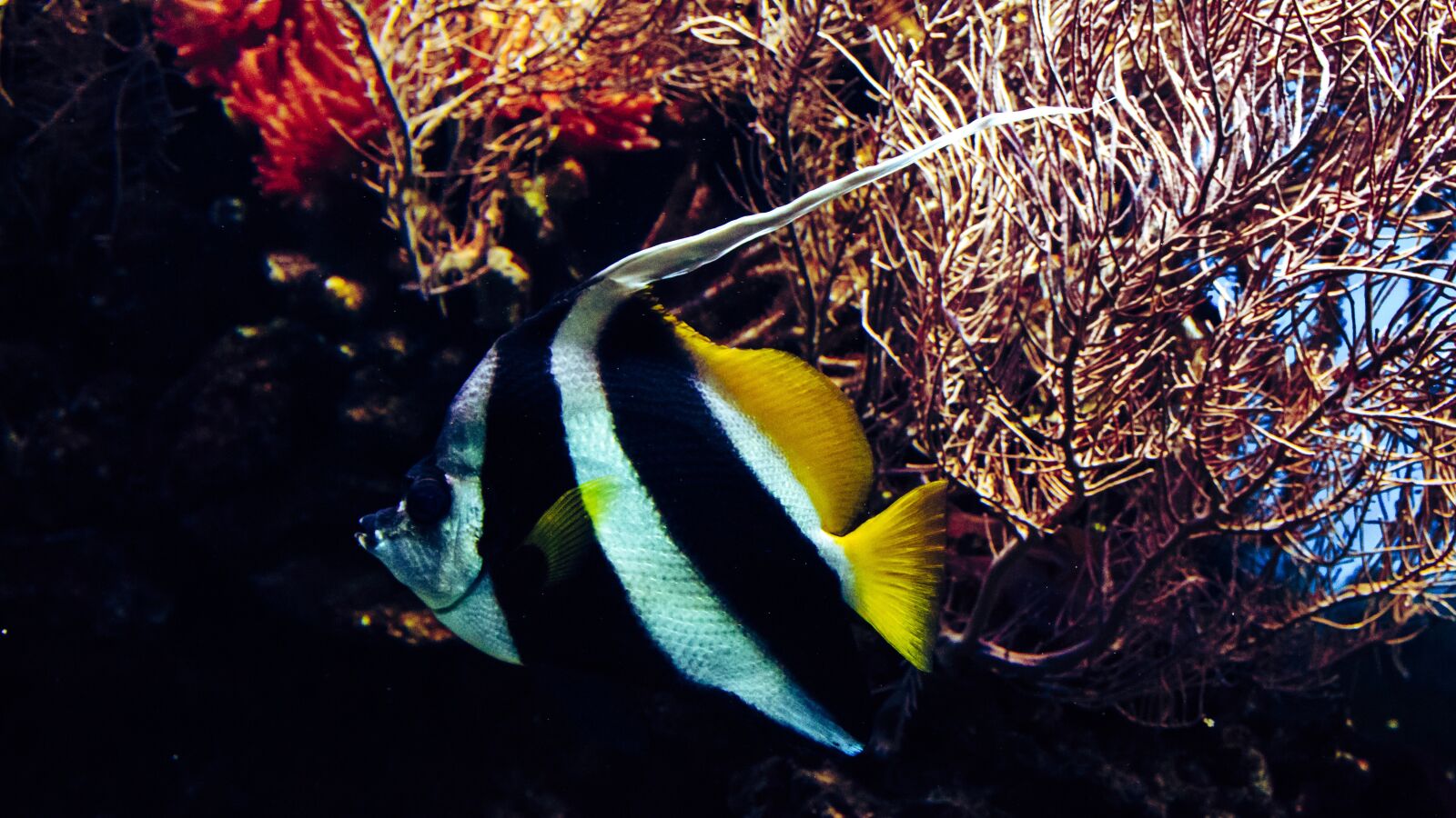 Canon EOS 650D (EOS Rebel T4i / EOS Kiss X6i) sample photo. Halter fish, the sea photography