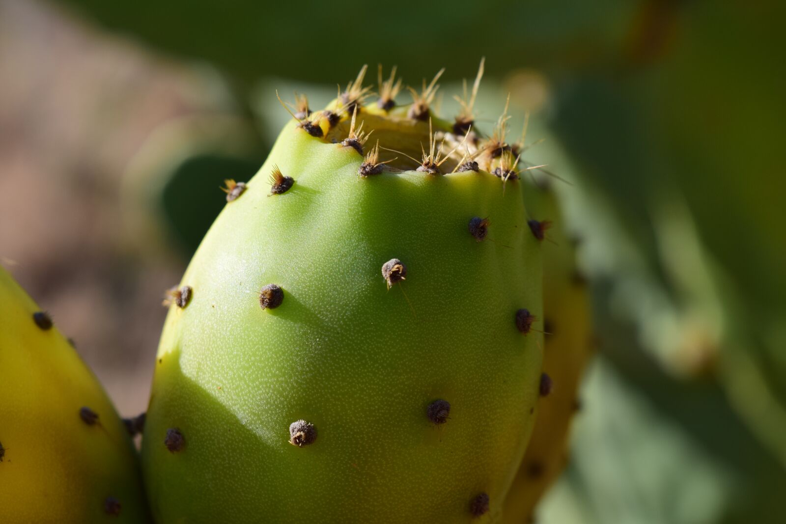Nikon D3300 sample photo. Prickly pear, ripe, summer photography