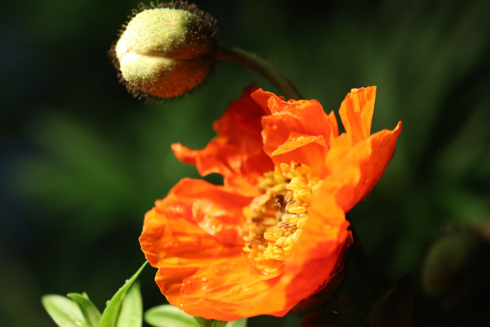 Canon EOS 90D sample photo. Poppy, orange, red photography
