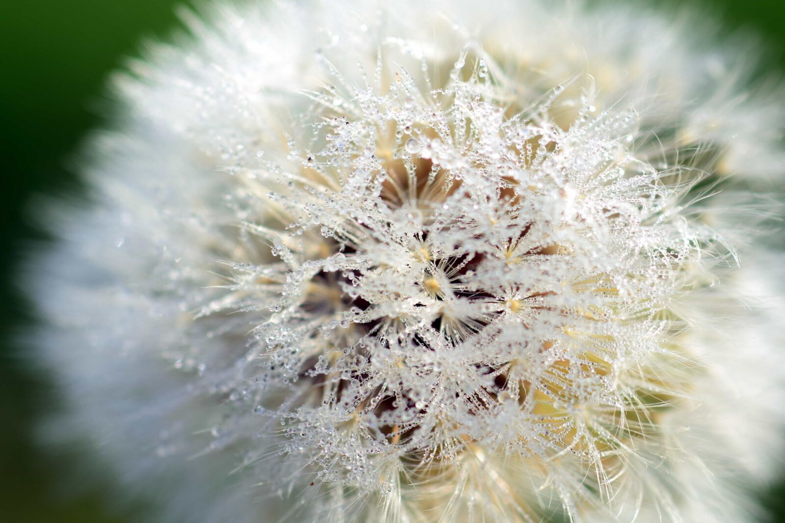 Nikon D3300 sample photo. Garden, summer, macro, beautiful photography