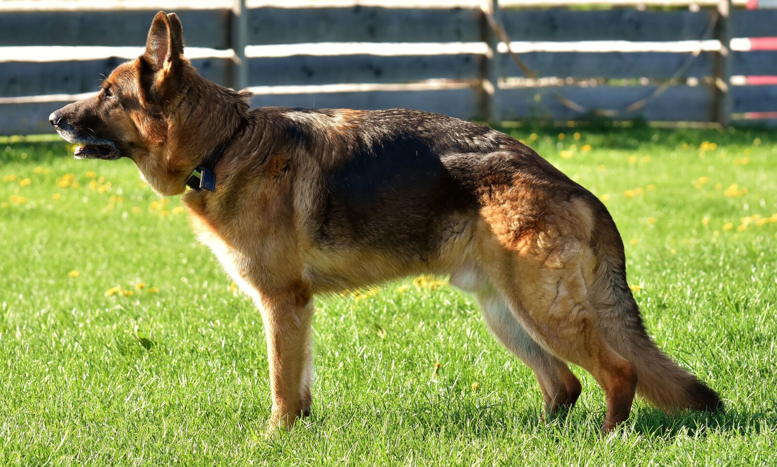 Nikon D7200 sample photo. Dog, sch fer dog photography