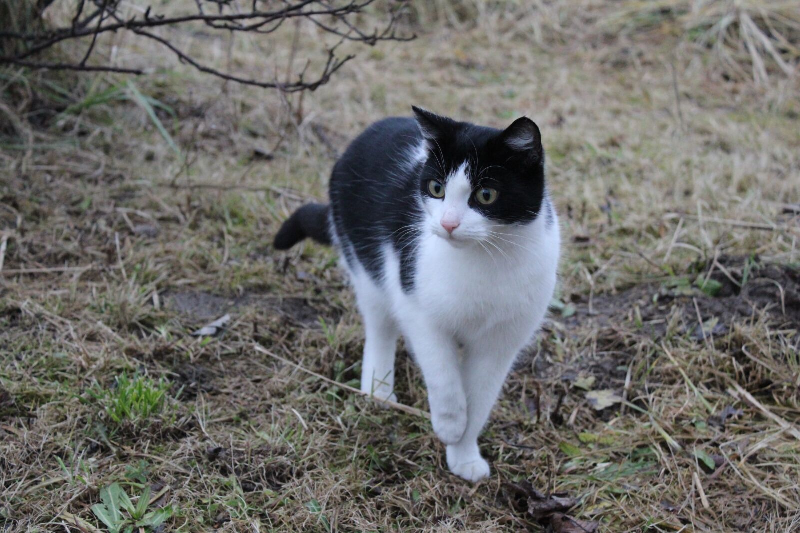 Canon EOS 1300D (EOS Rebel T6 / EOS Kiss X80) sample photo. Cat, hunting, animals photography