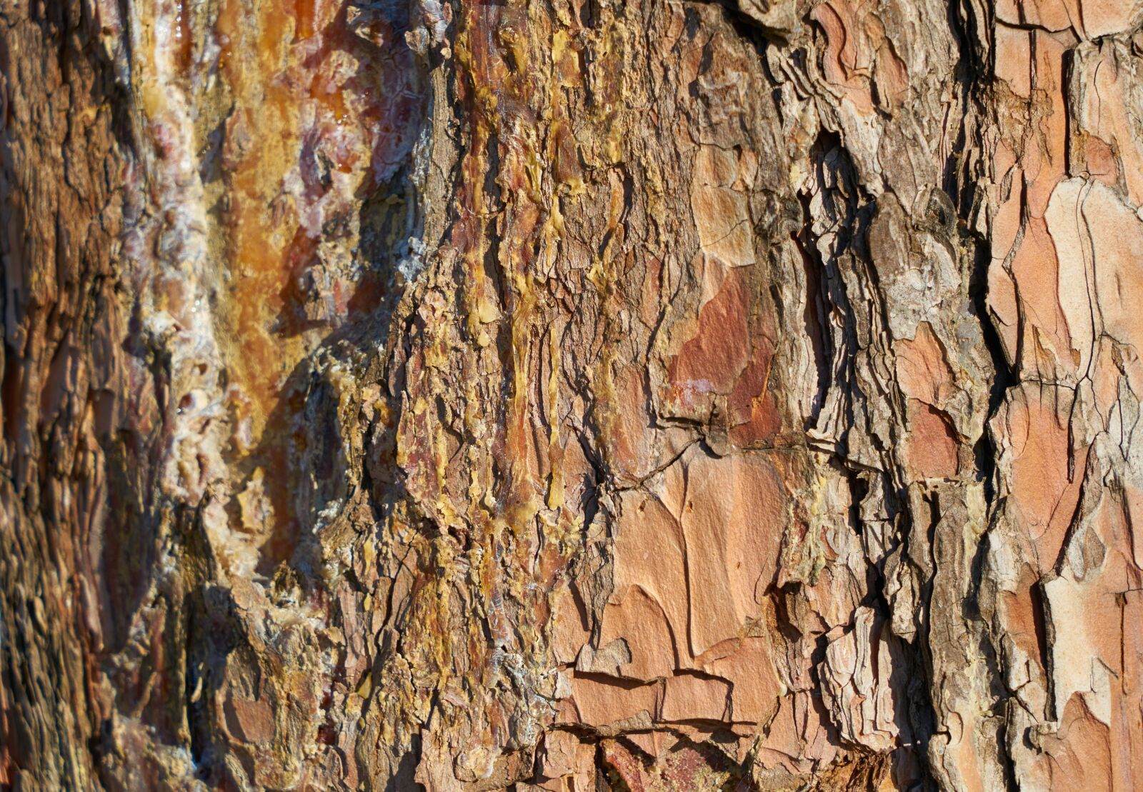Sony a7R II sample photo. Tree, shell, body photography