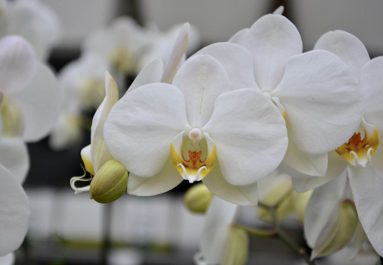 Nikon D5200 sample photo. Flower, plant, white orchid photography