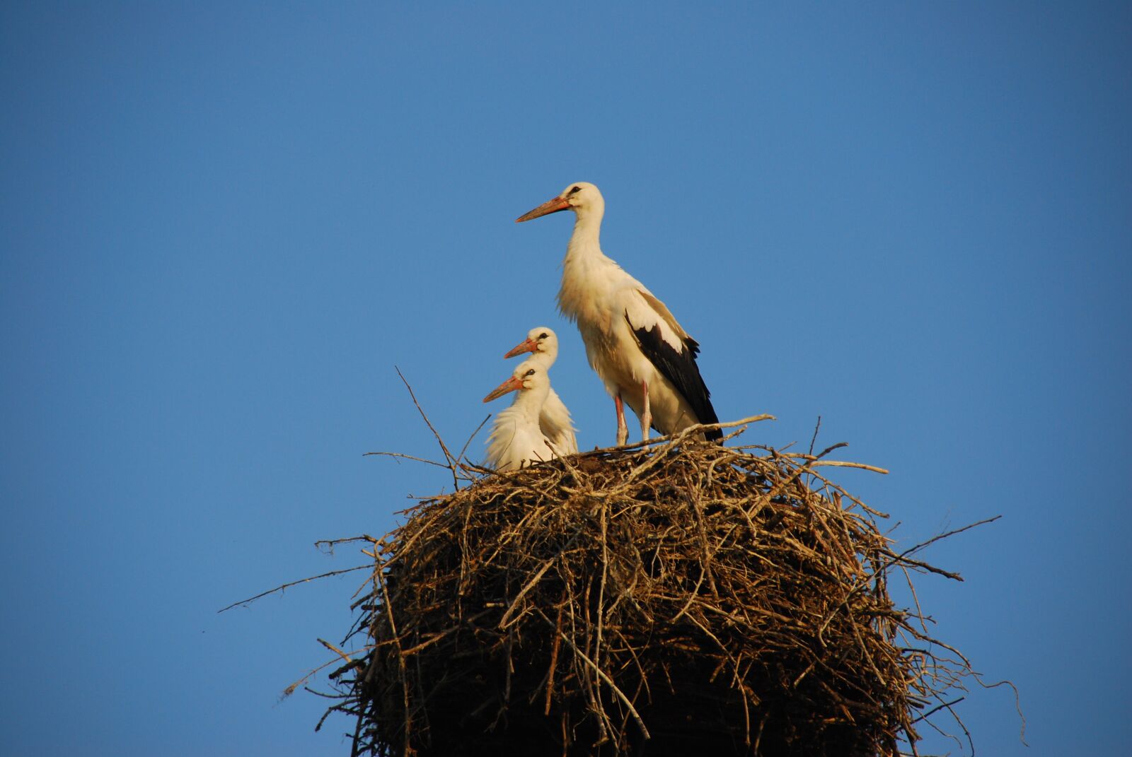 Nikon D80 sample photo. Storchennest, stork, rattle stork photography
