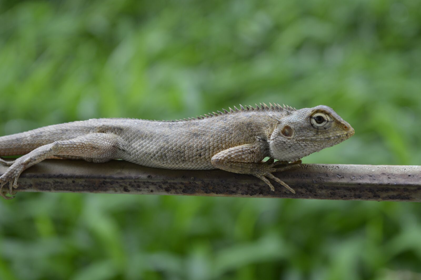 Nikon D5200 sample photo. Chameleon, nature, animal photography