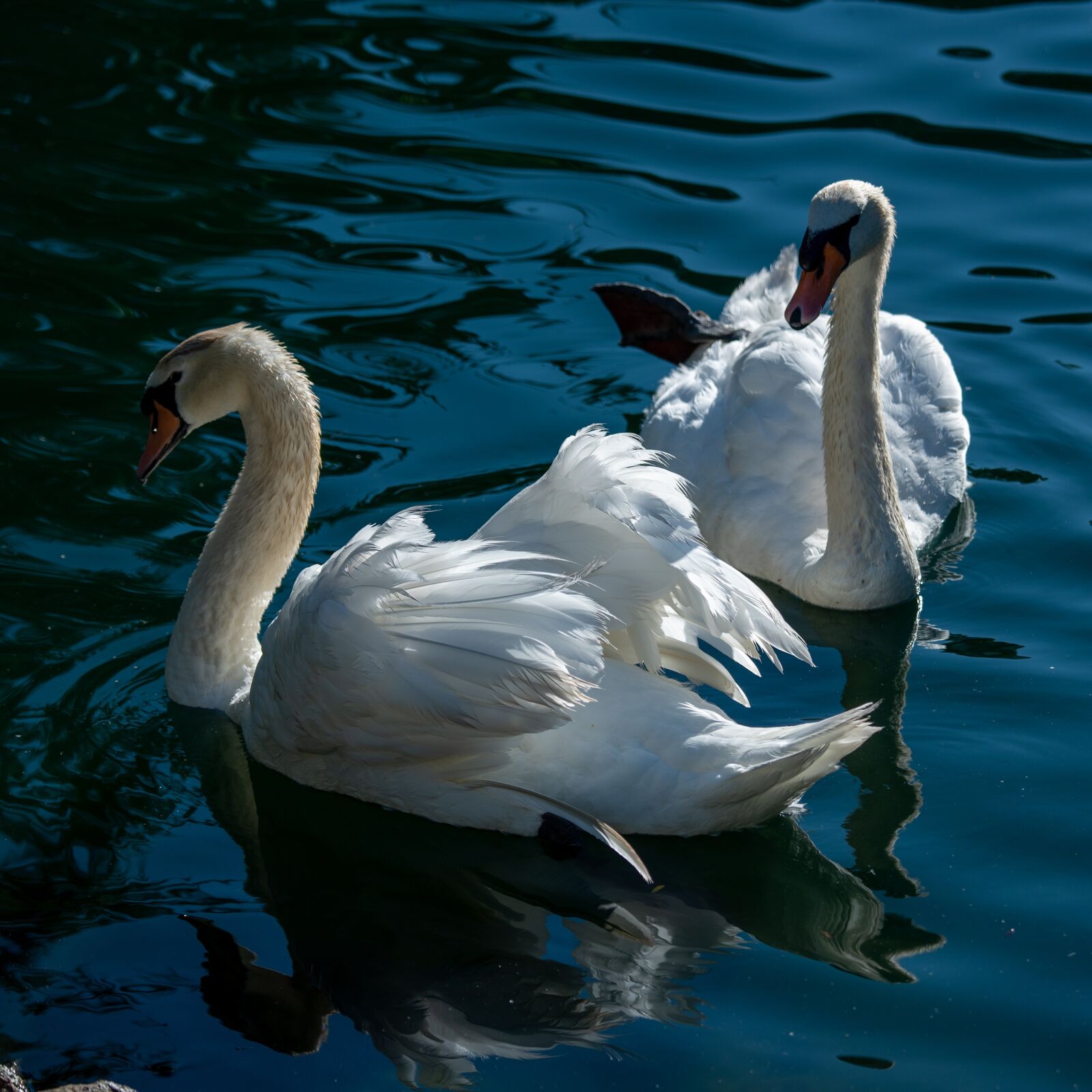 Nikon D750 sample photo. Swan, mute swan, white photography