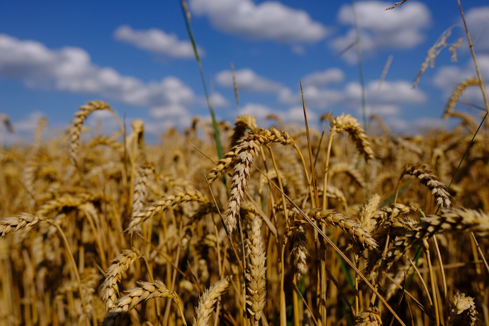 Fujifilm X-T2 + Fujifilm XF 16mm F1.4 R WR sample photo. Wheat field, autumn, sky photography