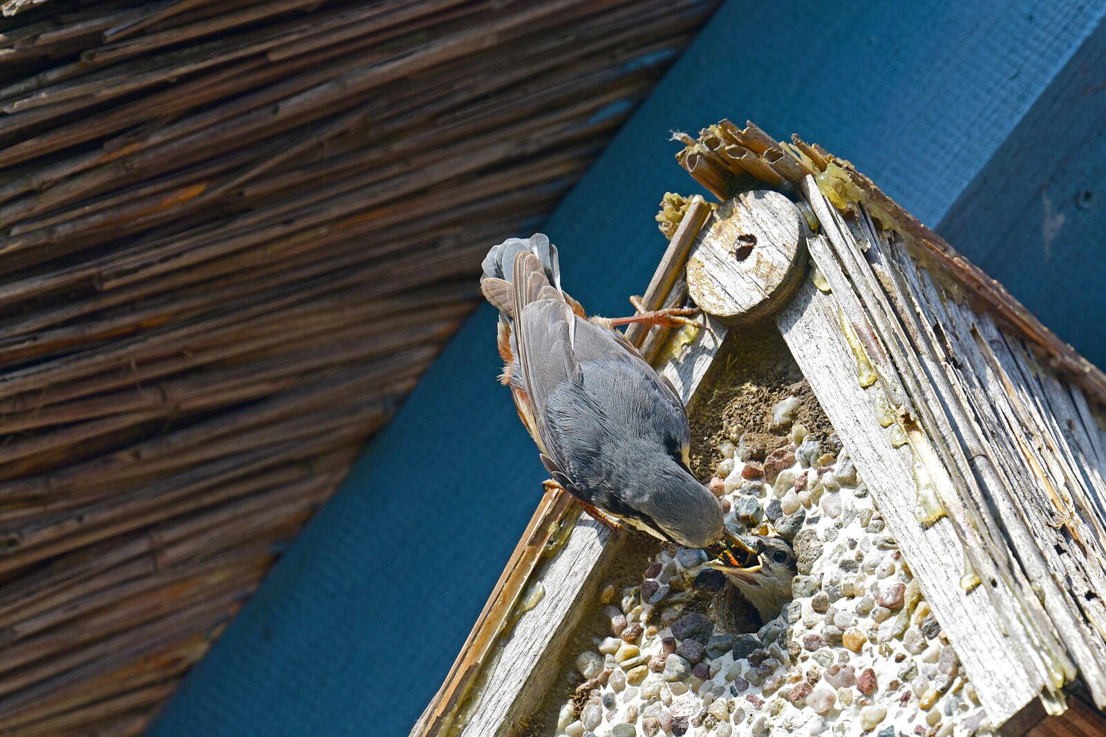 Nikon D750 sample photo. Kleiber, feeding, birds photography