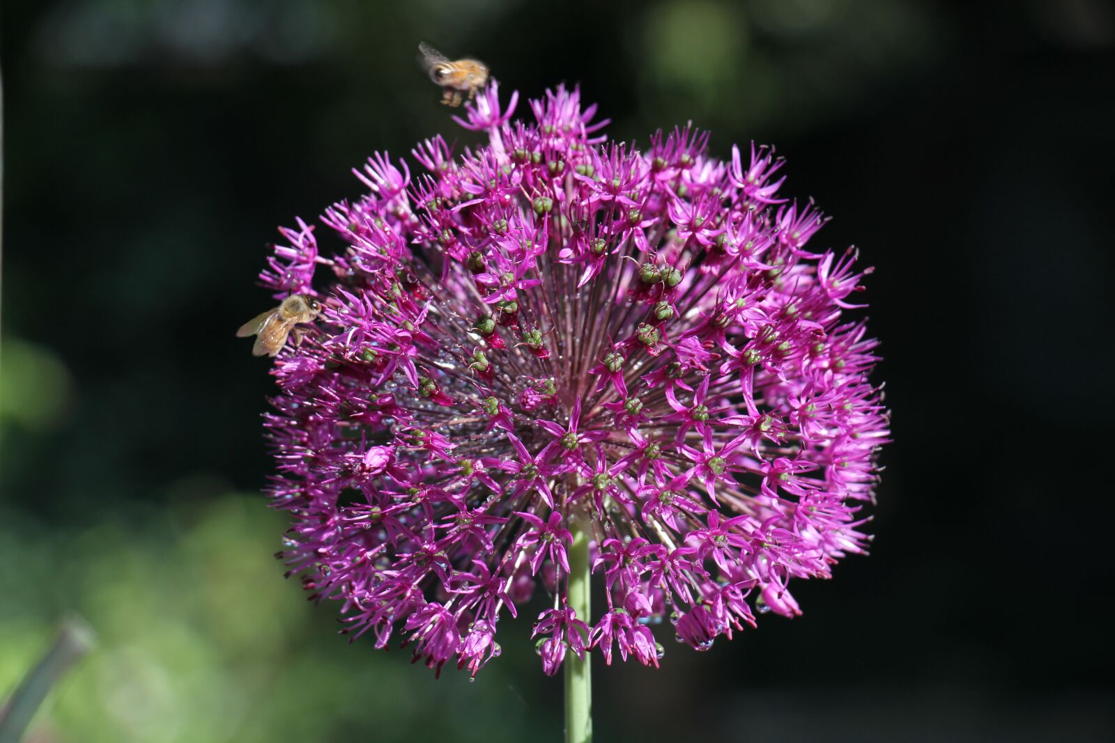 Canon EF-S 18-135mm F3.5-5.6 IS USM sample photo. Flower, insect, nature photography
