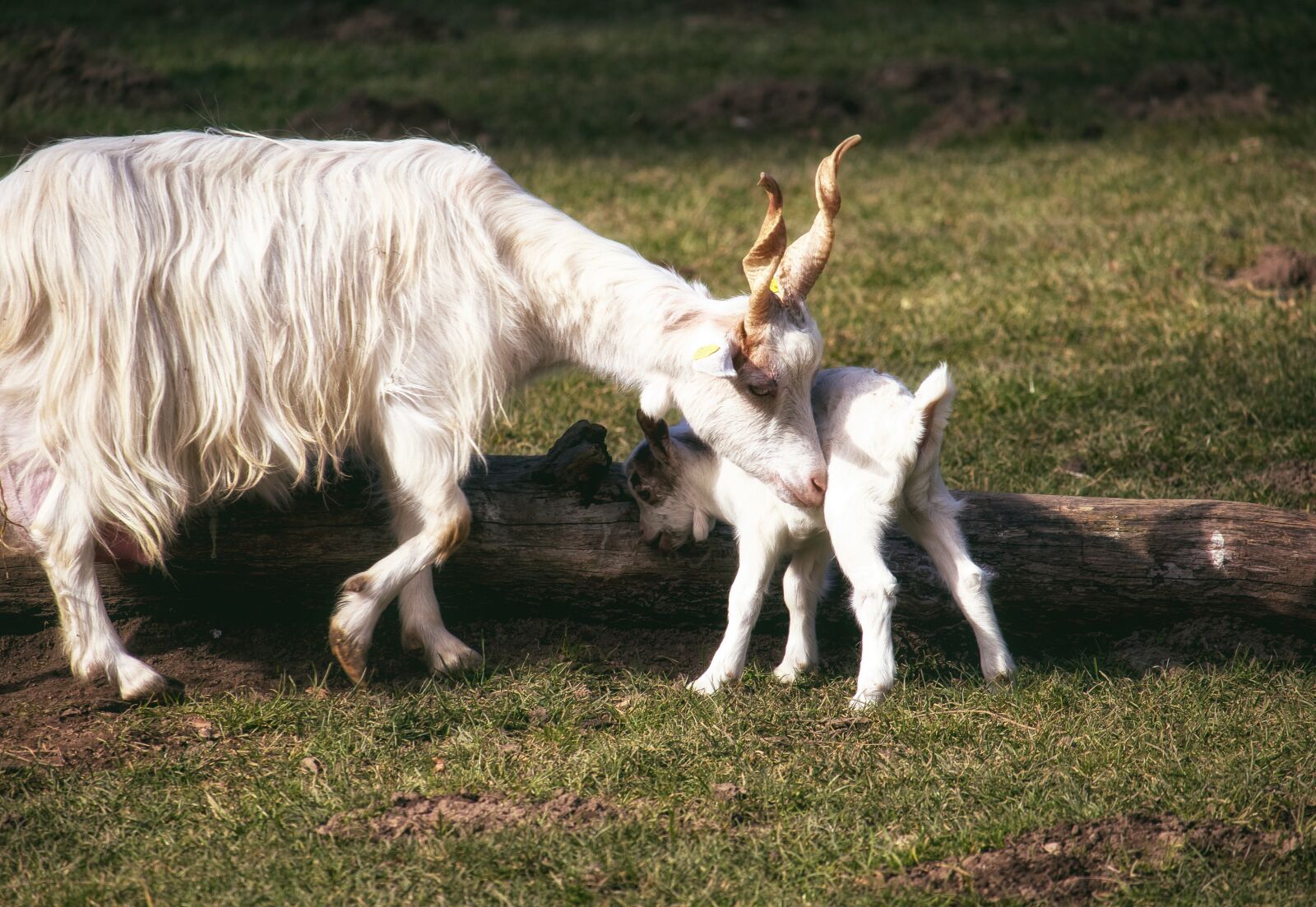 Canon EF-S 55-250mm F4-5.6 IS STM sample photo. Screw a goat, mammal photography