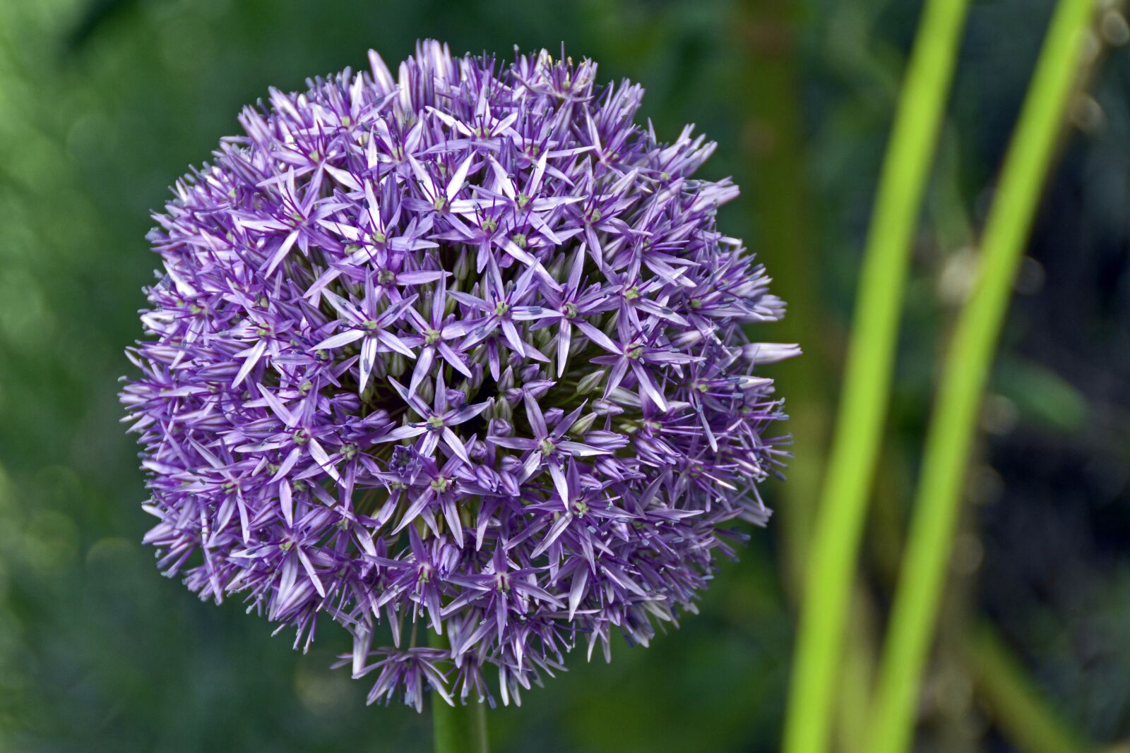 Nikon D7100 sample photo. Ornamental onion, violet, blossom photography
