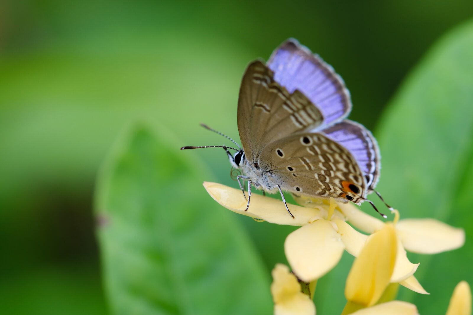 Canon EF 100mm F2.8L Macro IS USM sample photo. Green, butterfly, flower photography