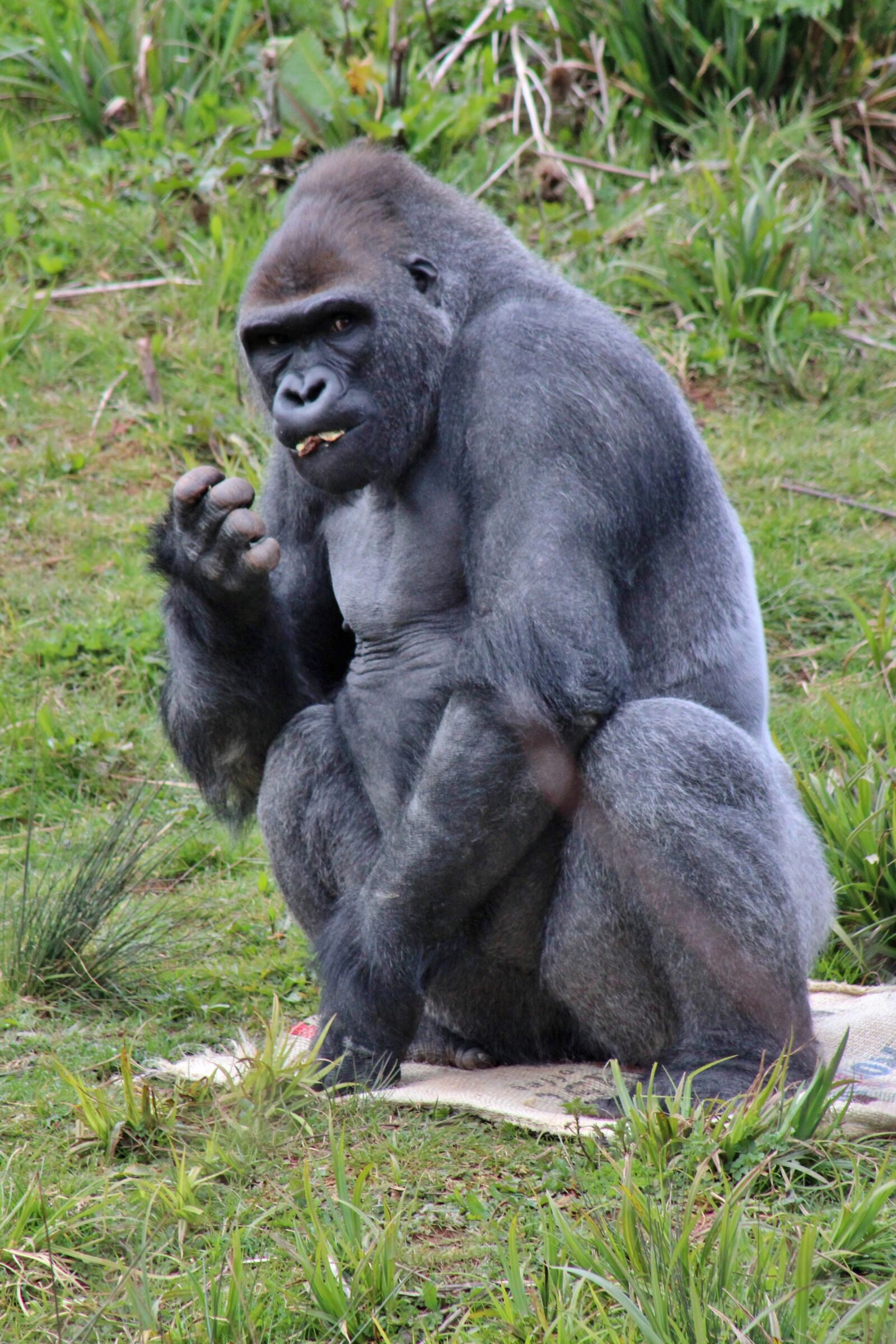 Canon EF 75-300mm f/4-5.6 sample photo. Gorilla, zoo, animal photography