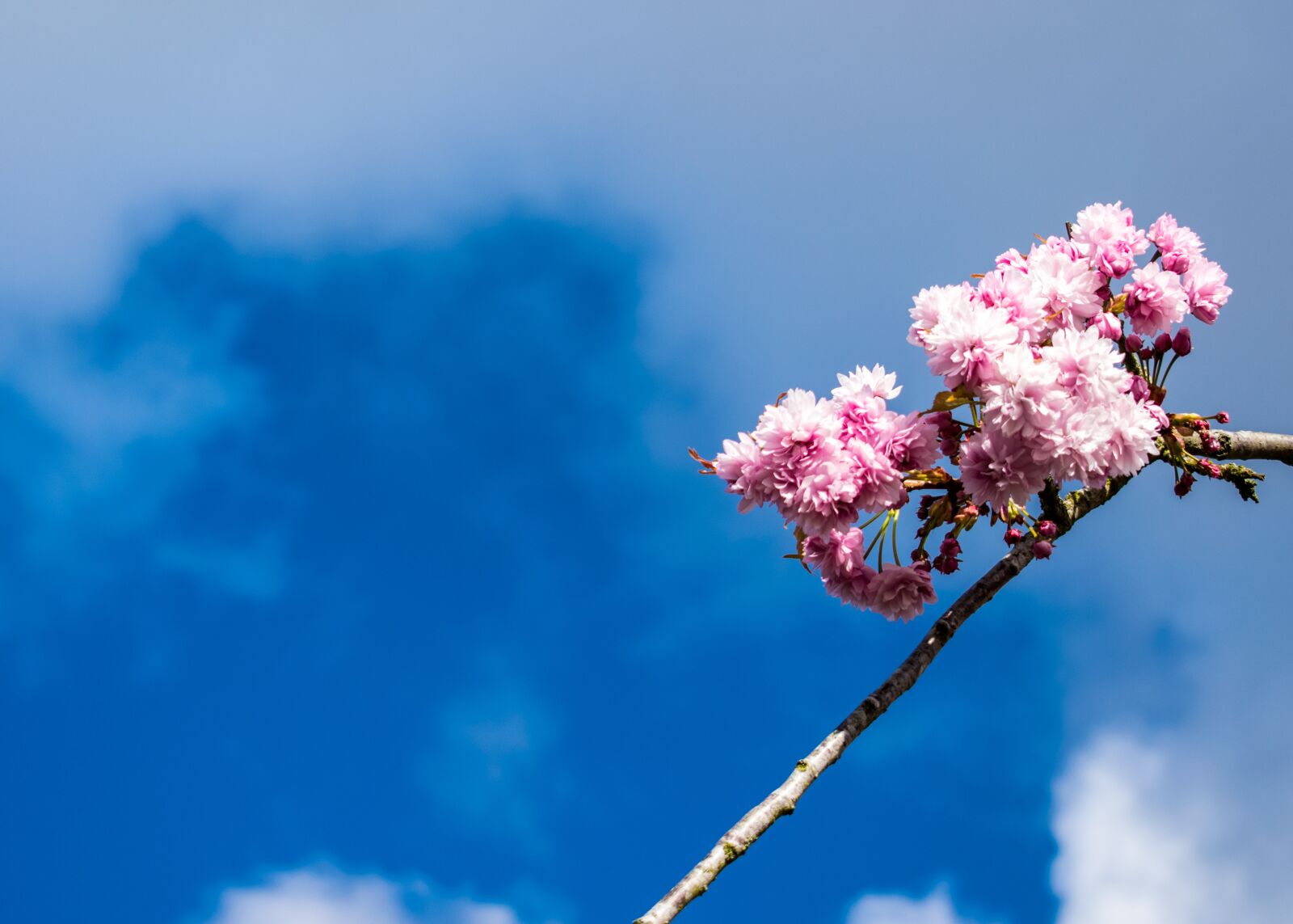 Nikon D3300 sample photo. Nature, sky, blue photography