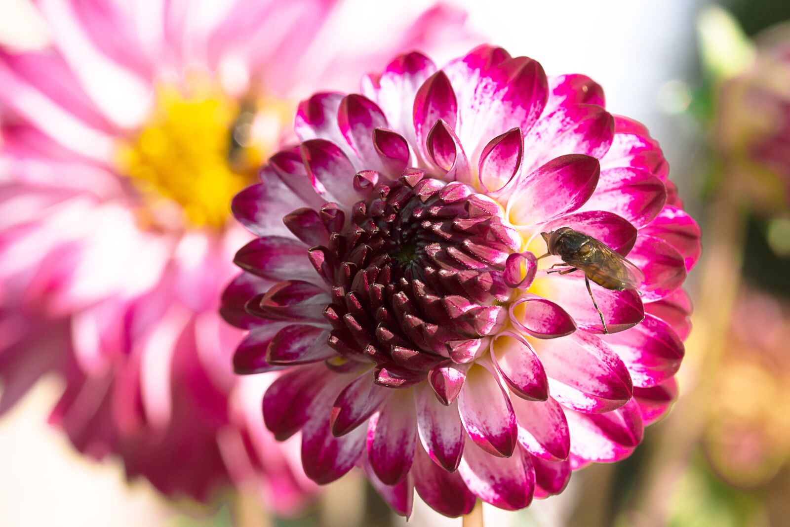 Canon EOS 650D (EOS Rebel T4i / EOS Kiss X6i) sample photo. Dahlia, flower, composites photography