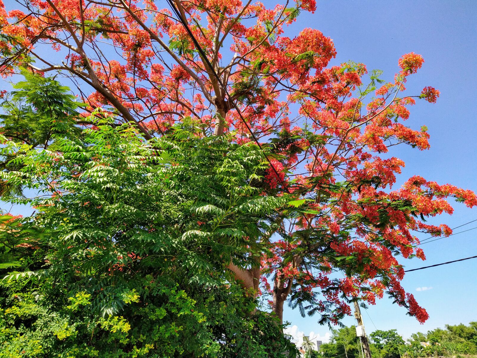 HMD Global Nokia 7.2 sample photo. Phoenix flower, tree worship photography