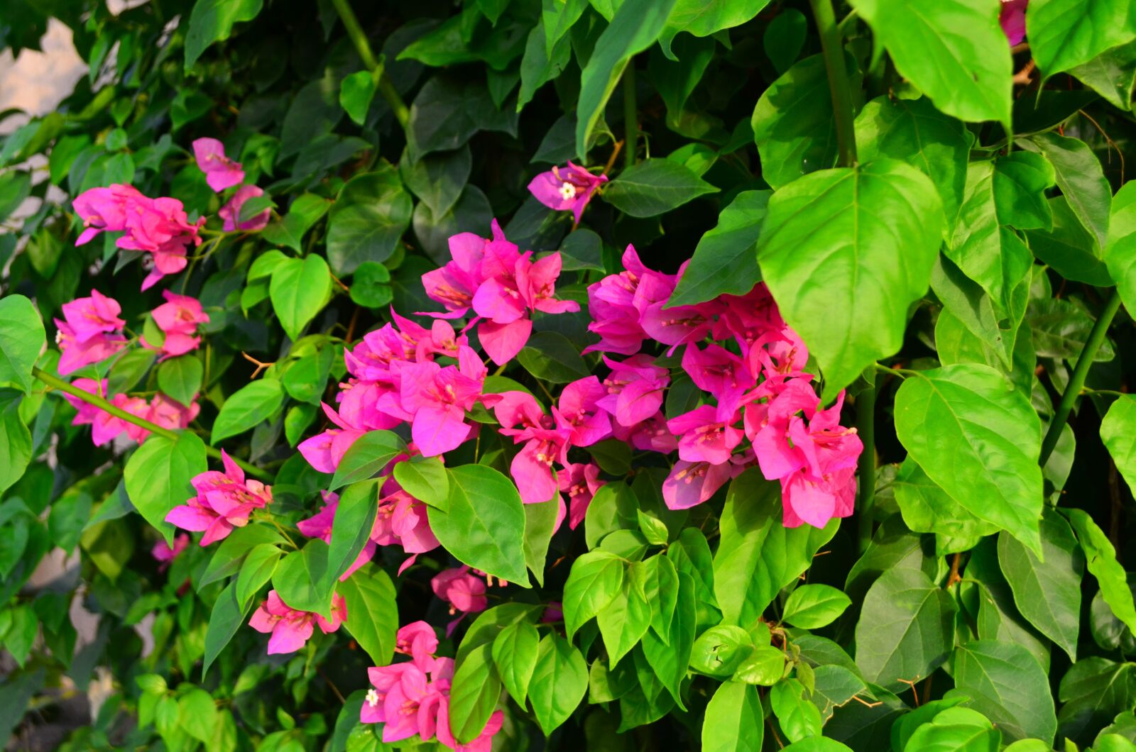 Nikon D5100 sample photo. People, nature, landscape photography