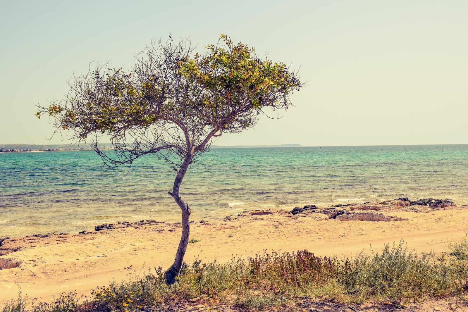 Nikon D3300 sample photo. Cyprus, potamos liopetri, tree photography