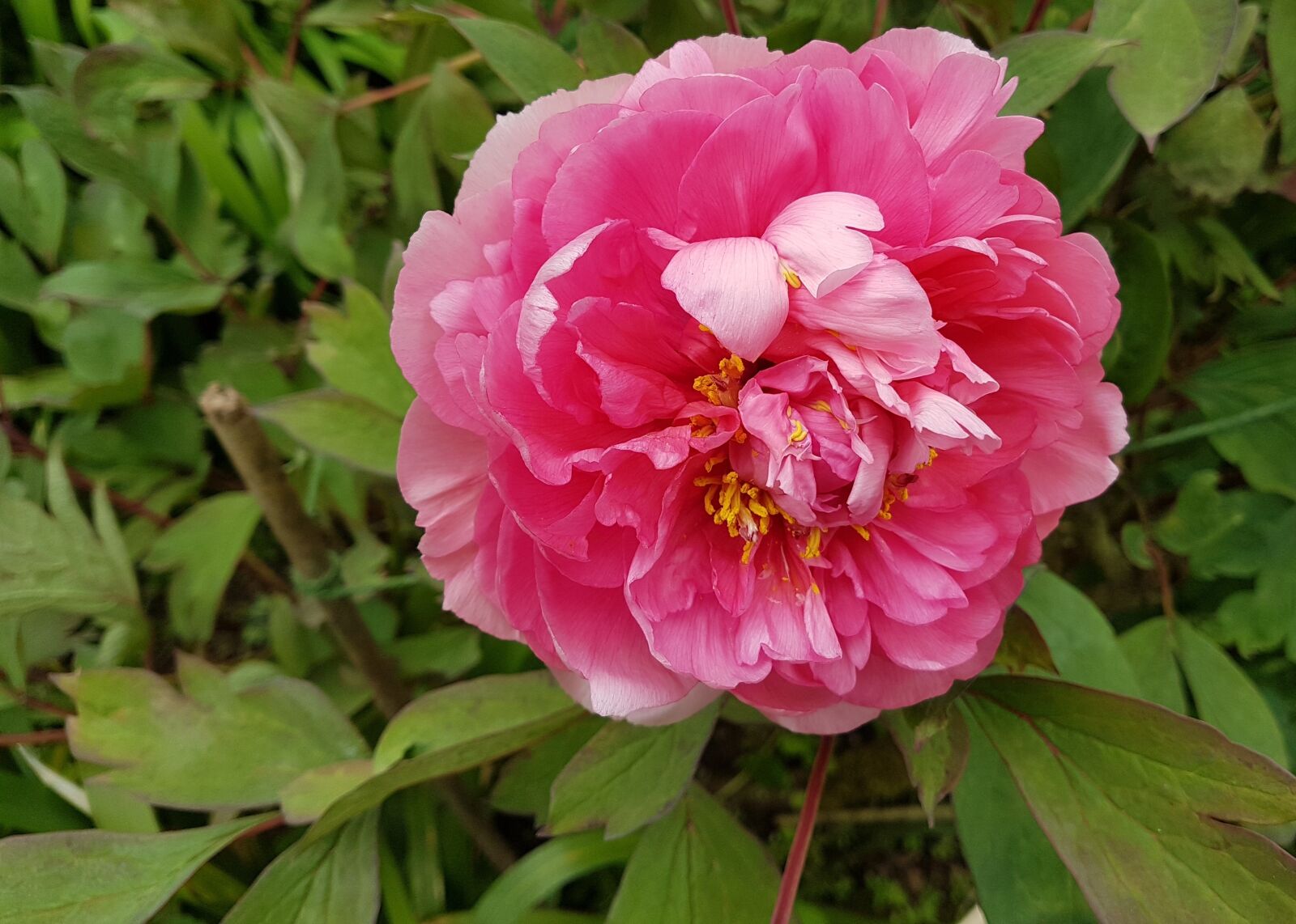Samsung Galaxy S7 Edge sample photo. Peony, flower, bloom photography
