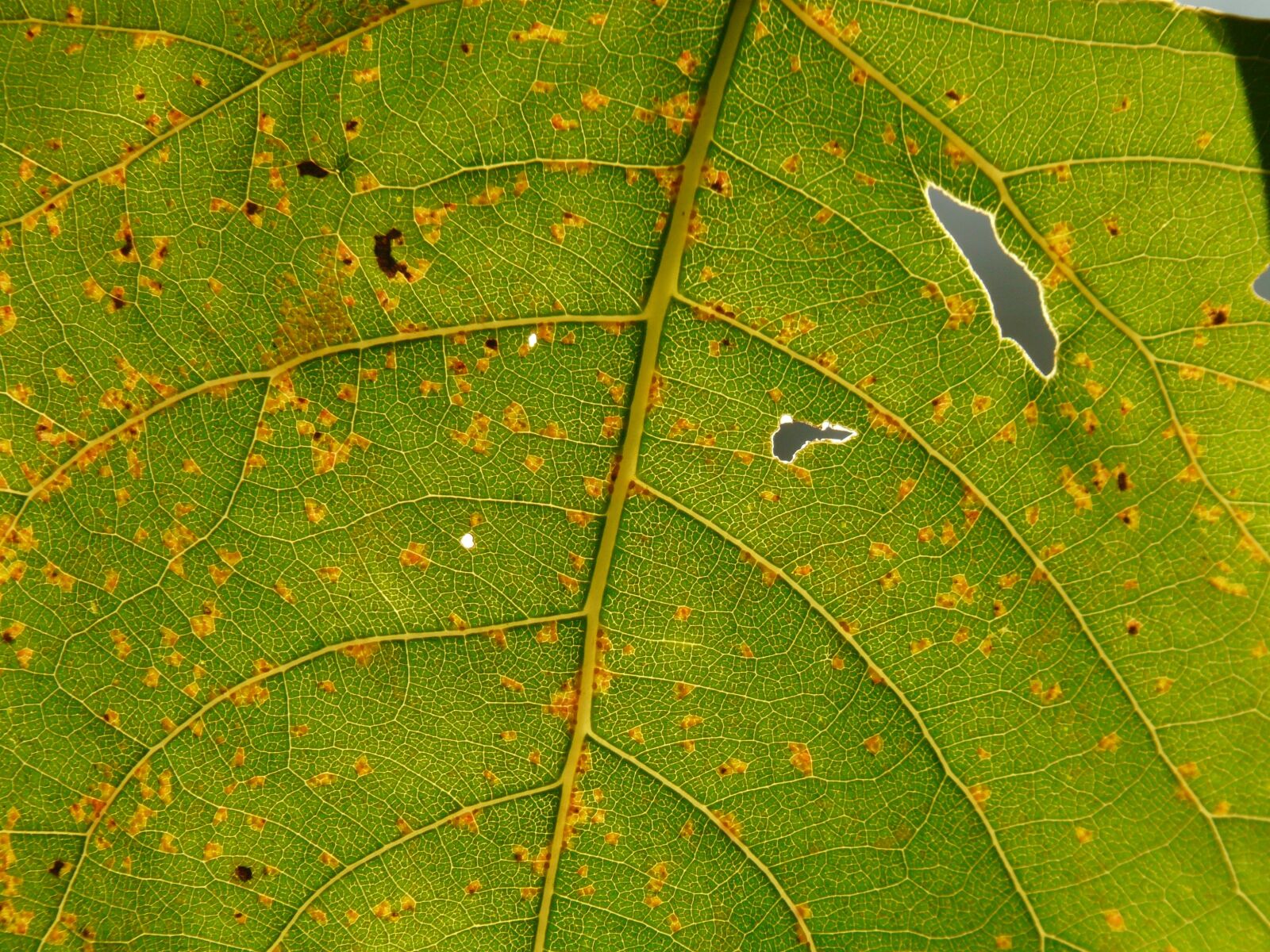 Panasonic DMC-FZ18 sample photo. Leaf, light, shine through photography