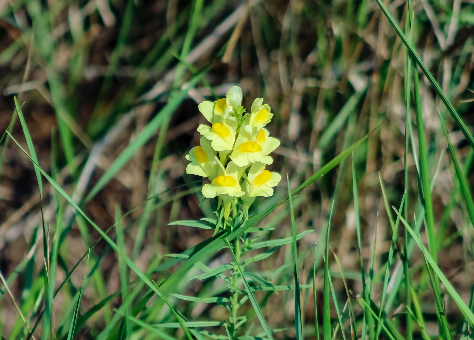 Canon EF75-300mm f/4-5.6 sample photo. Wildflower, meadow flower, flower photography