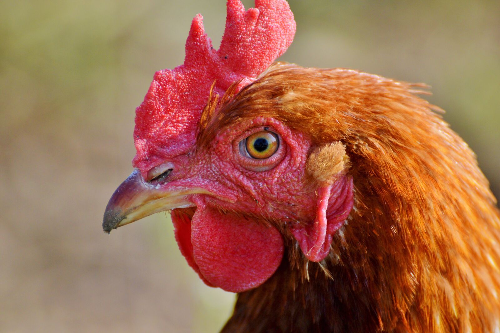 Nikon D3200 sample photo. Chicken, hen, poultry photography