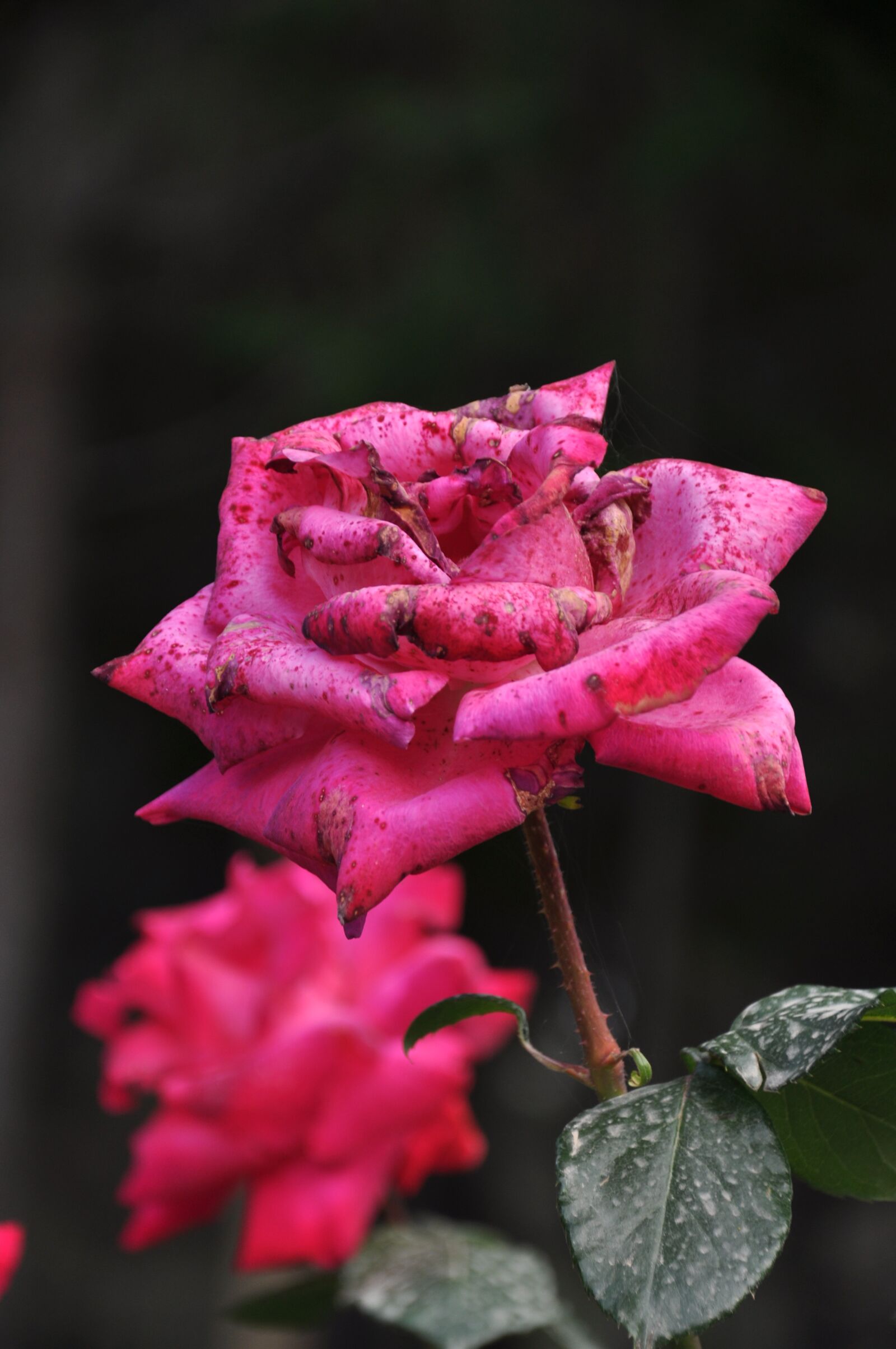 Nikon D90 sample photo. Rose, rose official, rose photography