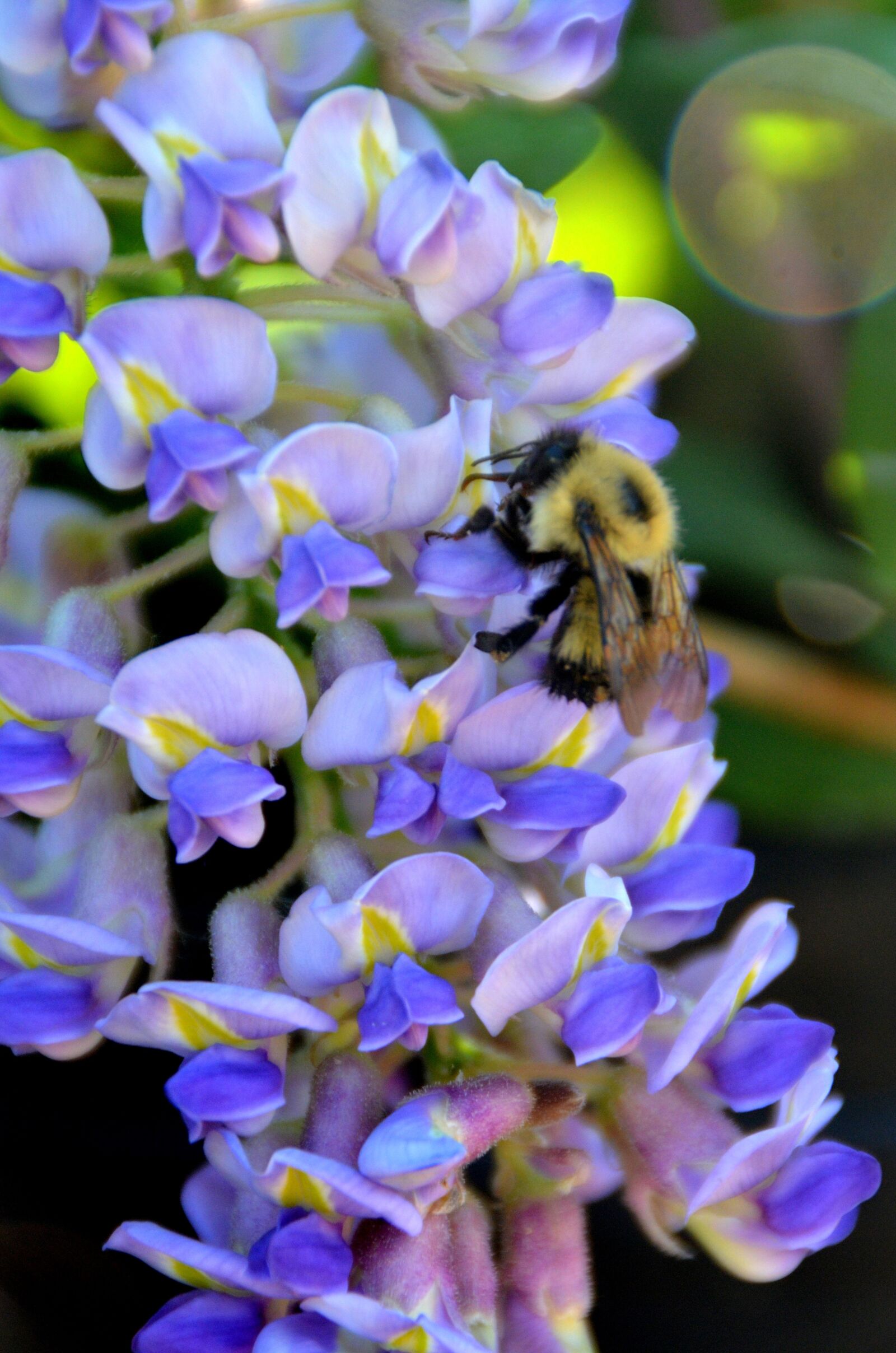 Nikon D5100 sample photo. Bee, insect, flower photography