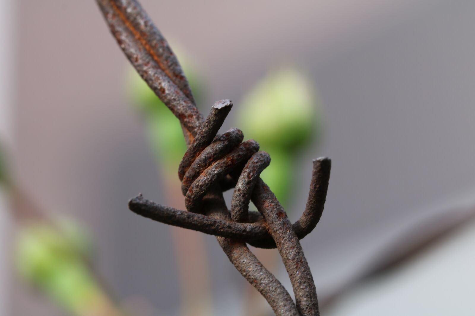 Canon EOS 750D (EOS Rebel T6i / EOS Kiss X8i) sample photo. Wire, barbed wire, rusty photography