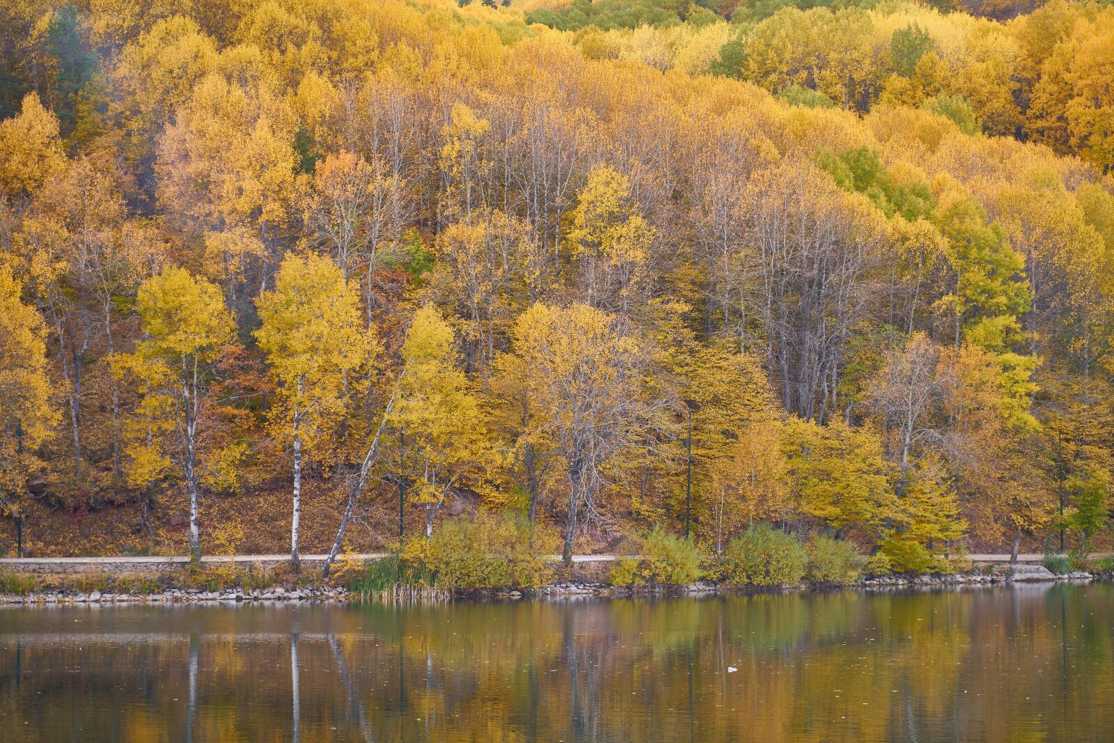 Sony a7R II sample photo. Autumn, trees, lake photography