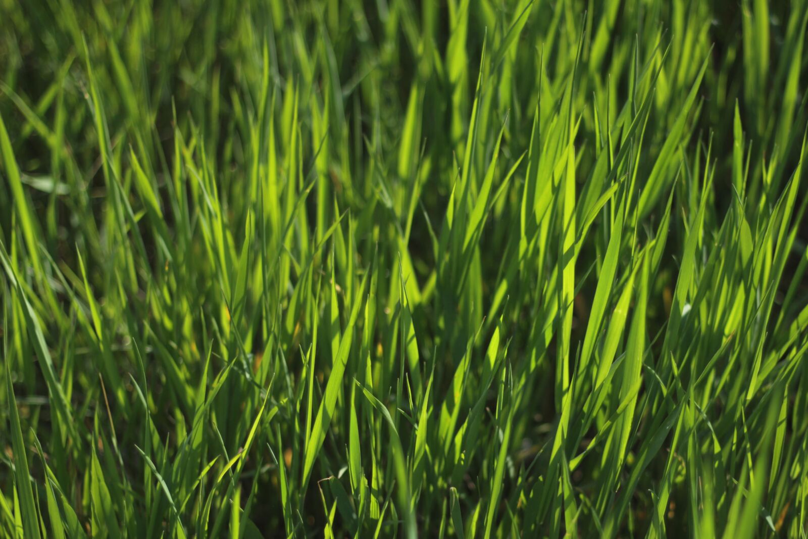 Canon EOS 600D (Rebel EOS T3i / EOS Kiss X5) sample photo. Grass, grass background, green photography