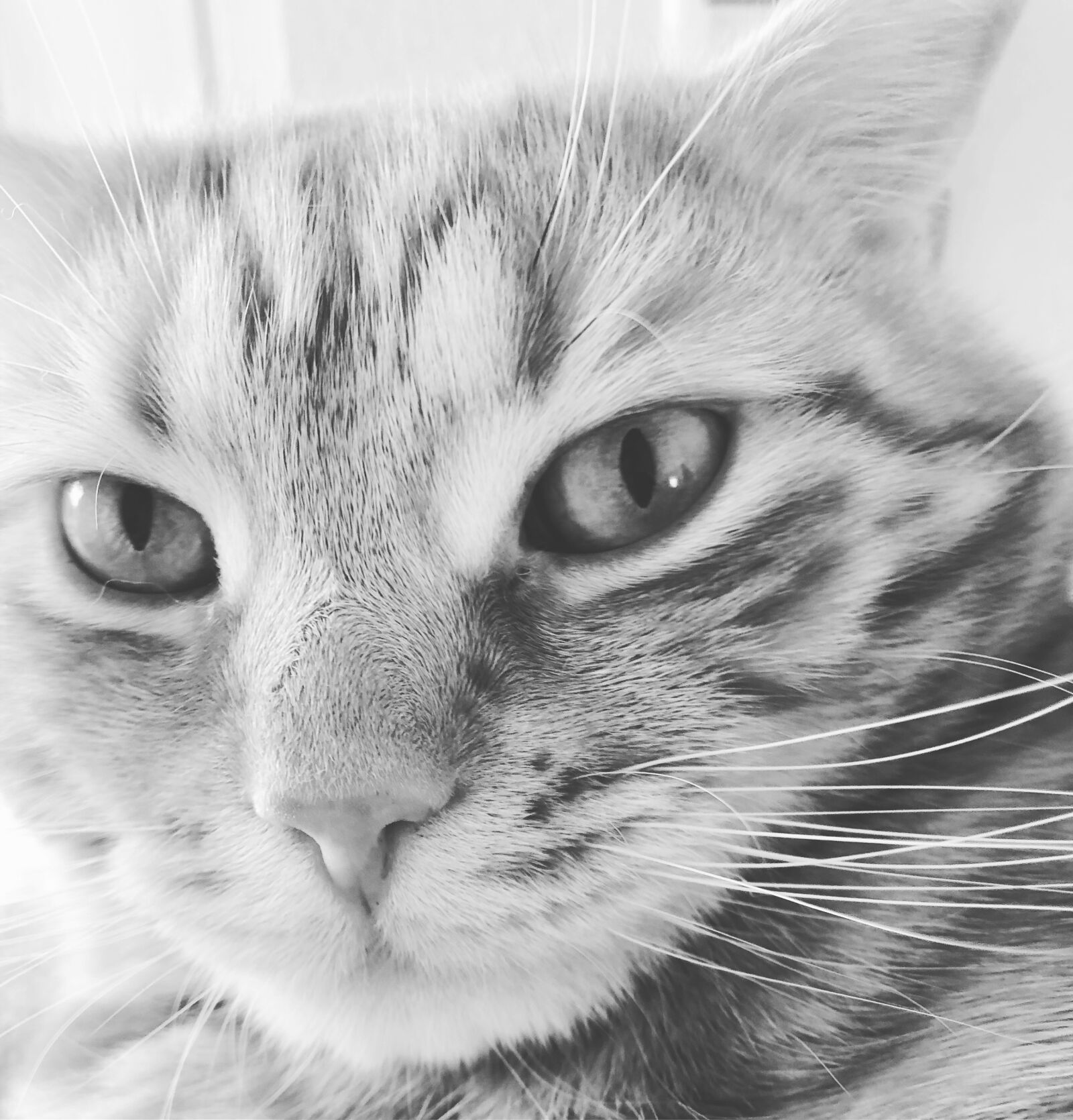 iPhone 8 back camera 3.99mm f/1.8 sample photo. Cat, kitten, gustaf photography