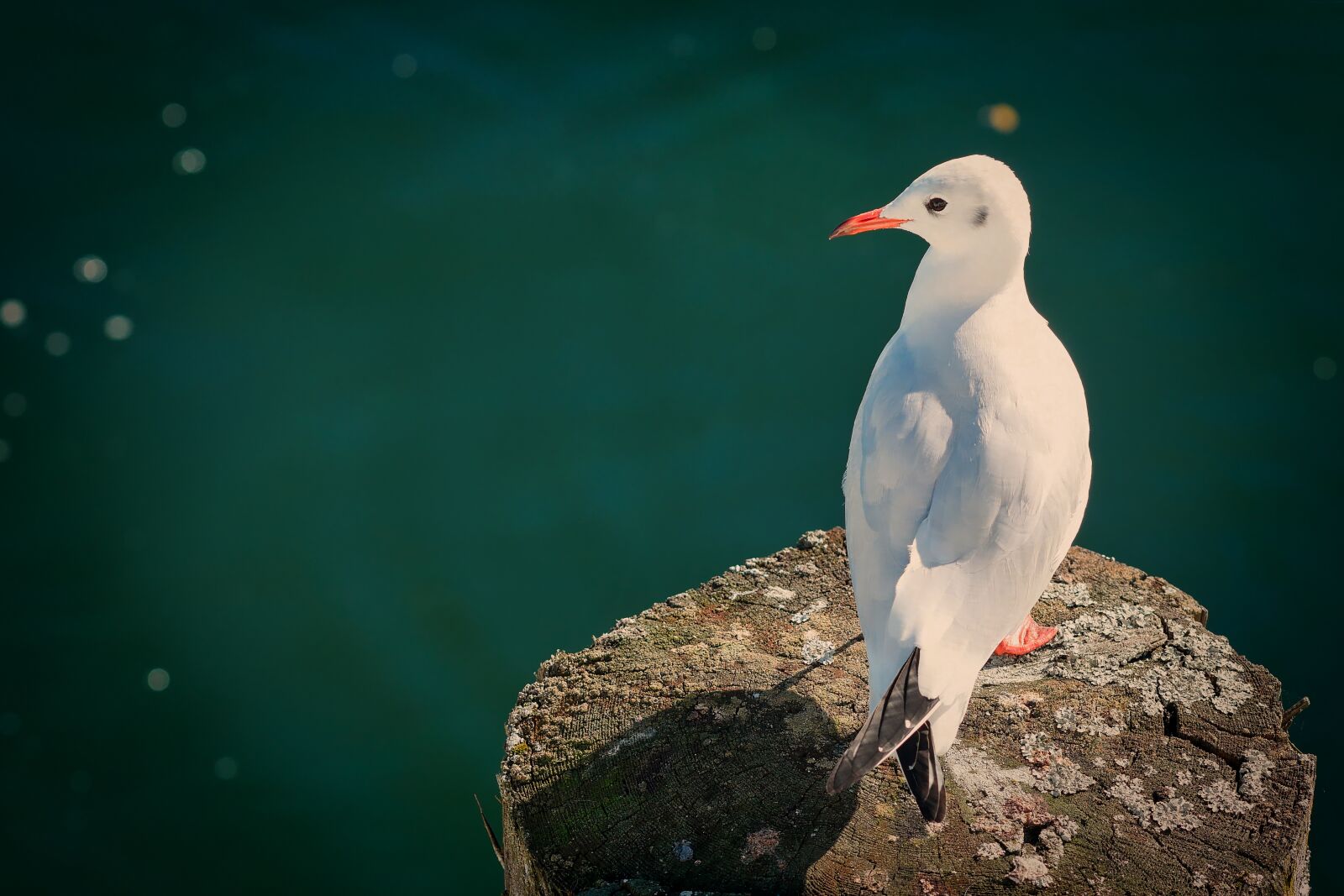 Panasonic Lumix DMC-GX8 sample photo. Nature, bird, animal world photography