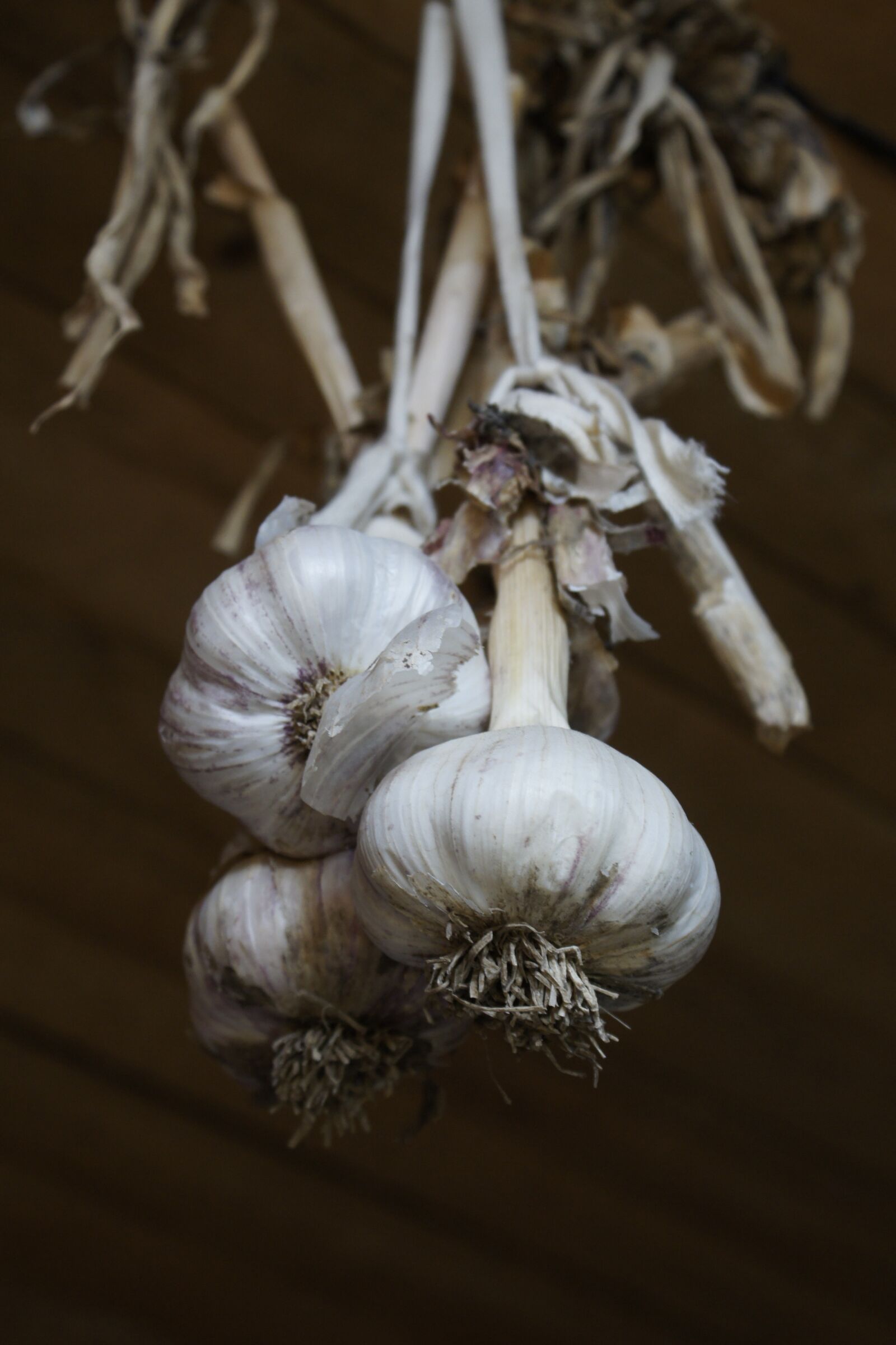 Sony Alpha DSLR-A500 sample photo. Garlic, vegetables, food photography