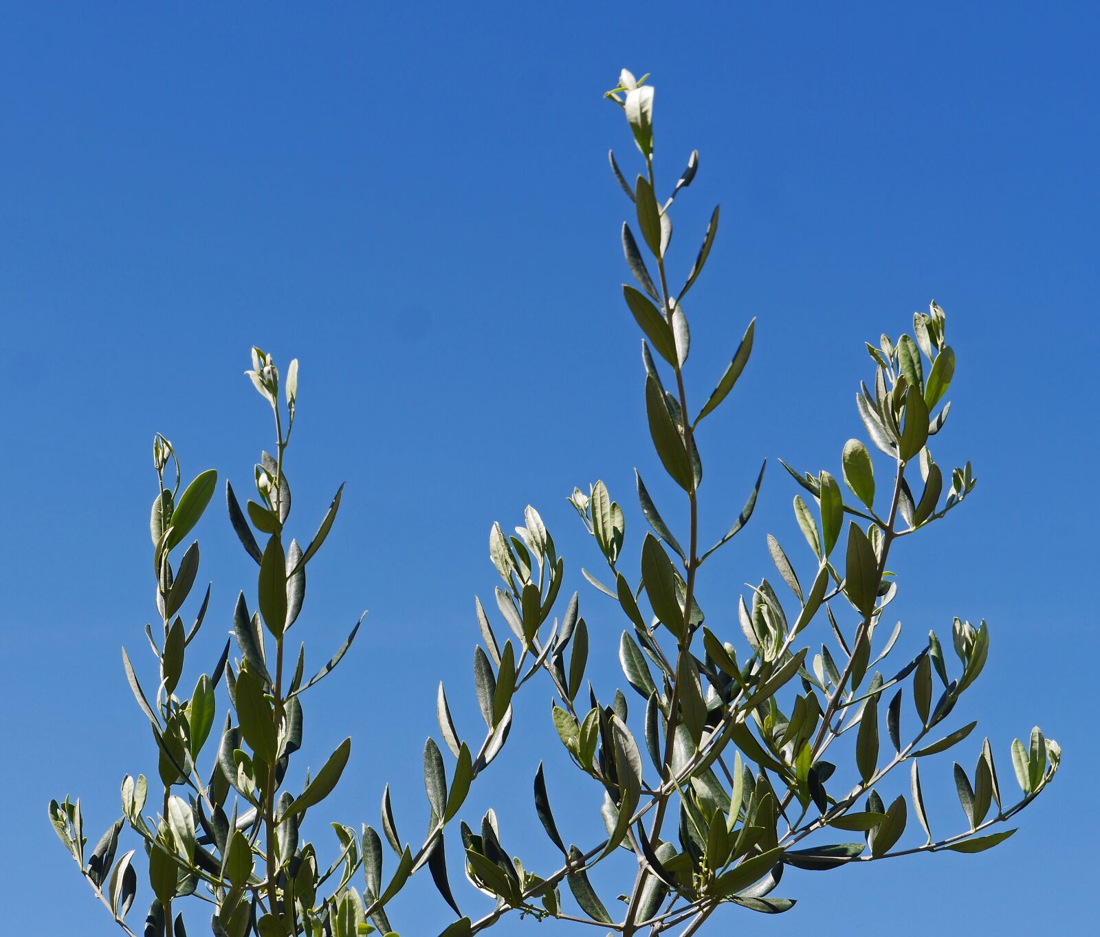 Panasonic Lumix DMC-GH3 sample photo. Olive branches, olive tree photography