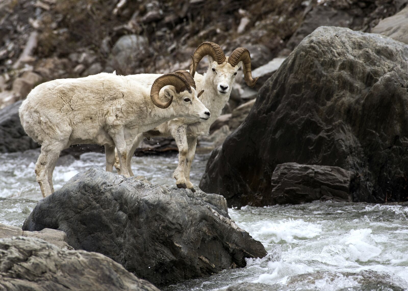 Nikon D810 sample photo. Sheep, dall, rams photography