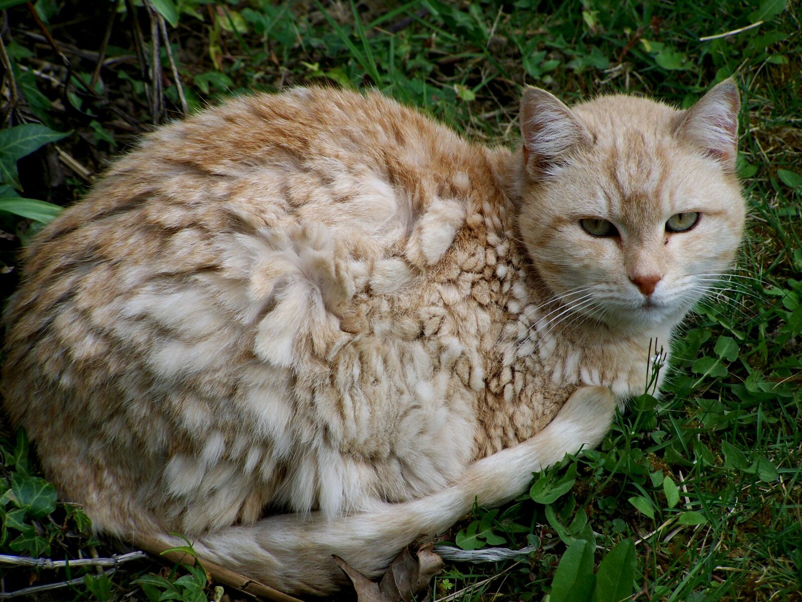 Kodak EASYSHARE ZD710 ZOOM DIGITAL CAMERA sample photo. Cat, mammal photography